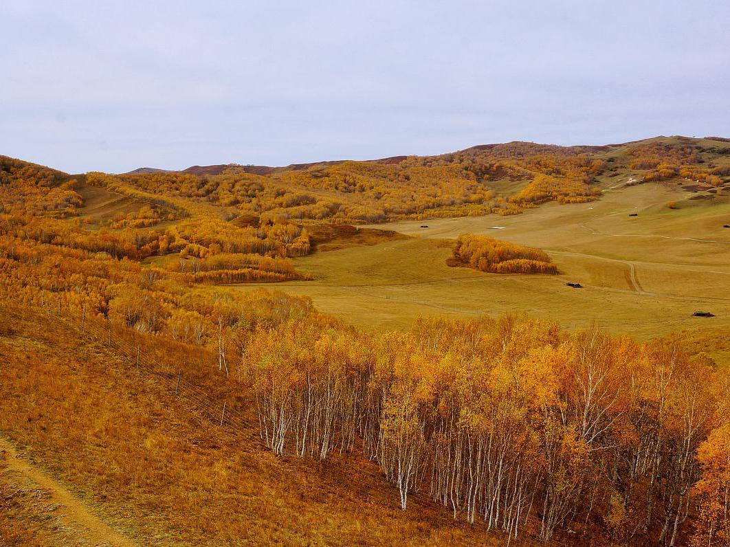 这片著名的草原位于内蒙古自治区锡林郭勒盟西部,是中国北方最具代表