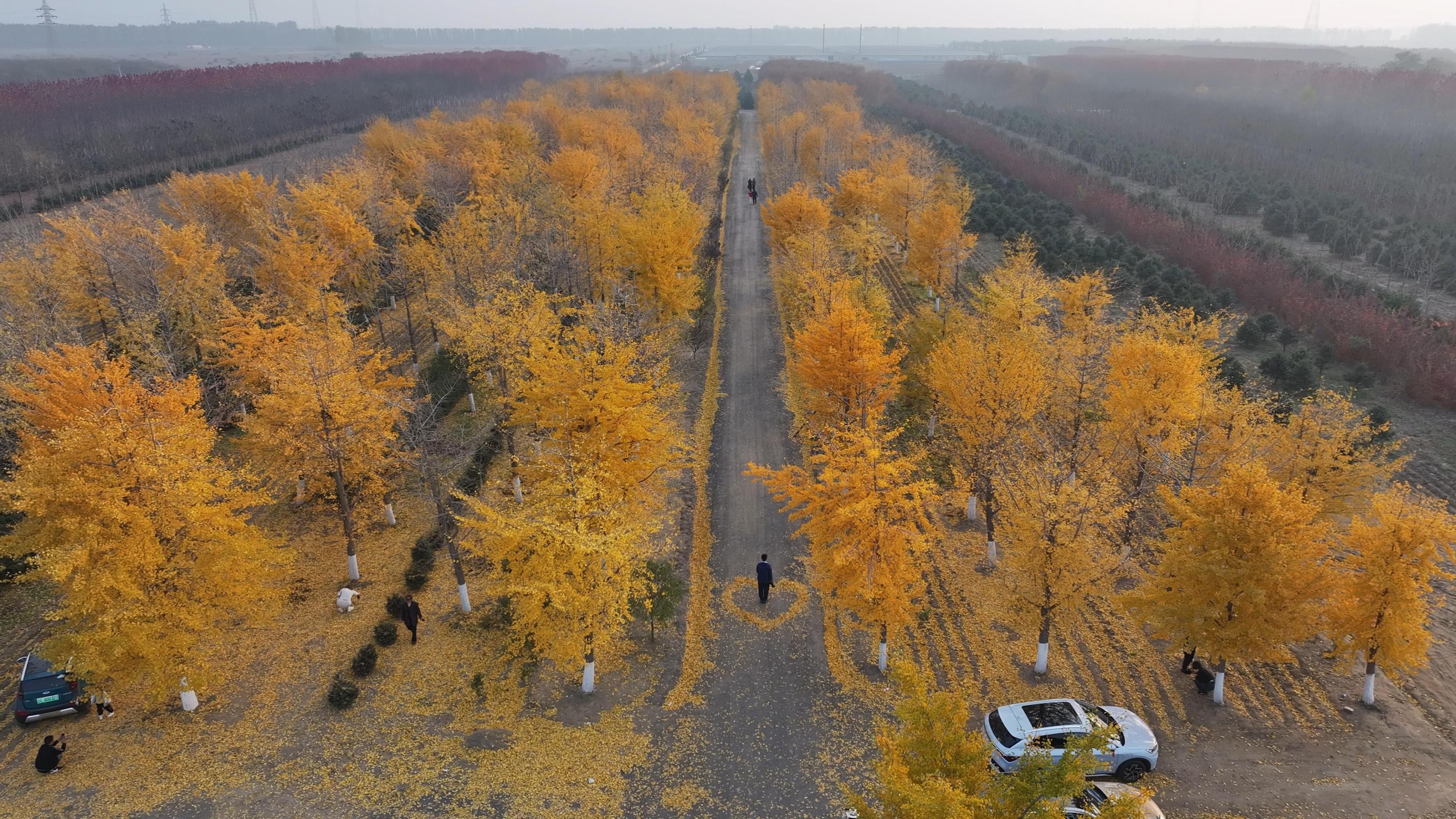辽阳太子区王家镇前河洪堡村银杏叶拍照打卡好去处 如果说秋风给了