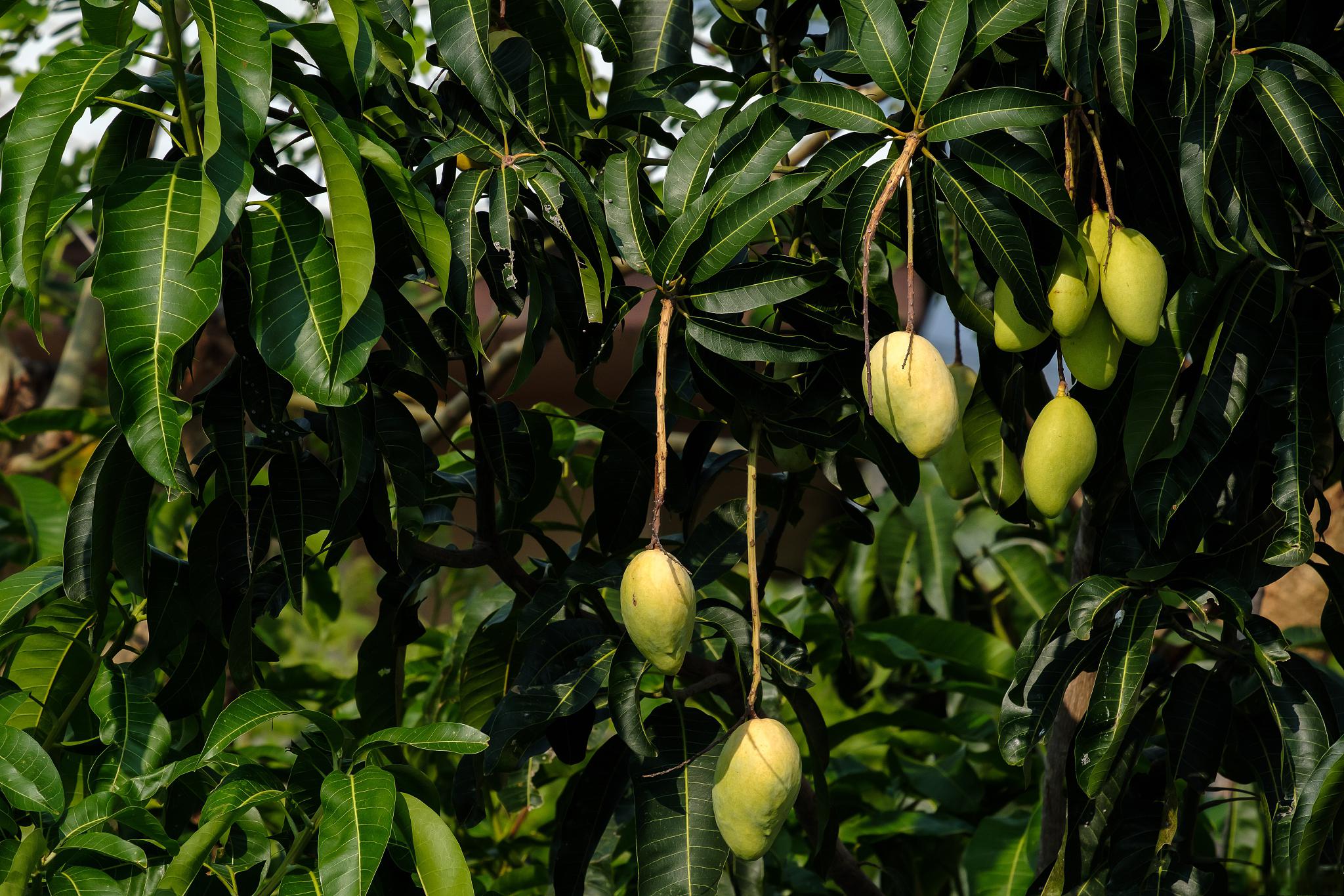 北方芒果盆栽种植方法 芒果是一种热带水果,原产于印度和缅甸地区.