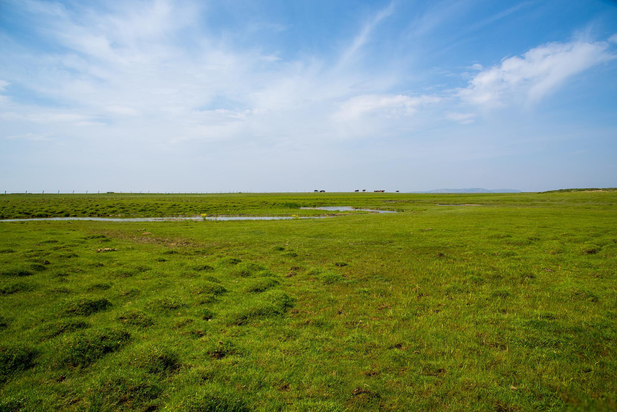 鄱阳湖大草原景区,南方最大的草原 鄱阳湖大草原景区,位于江西省北部
