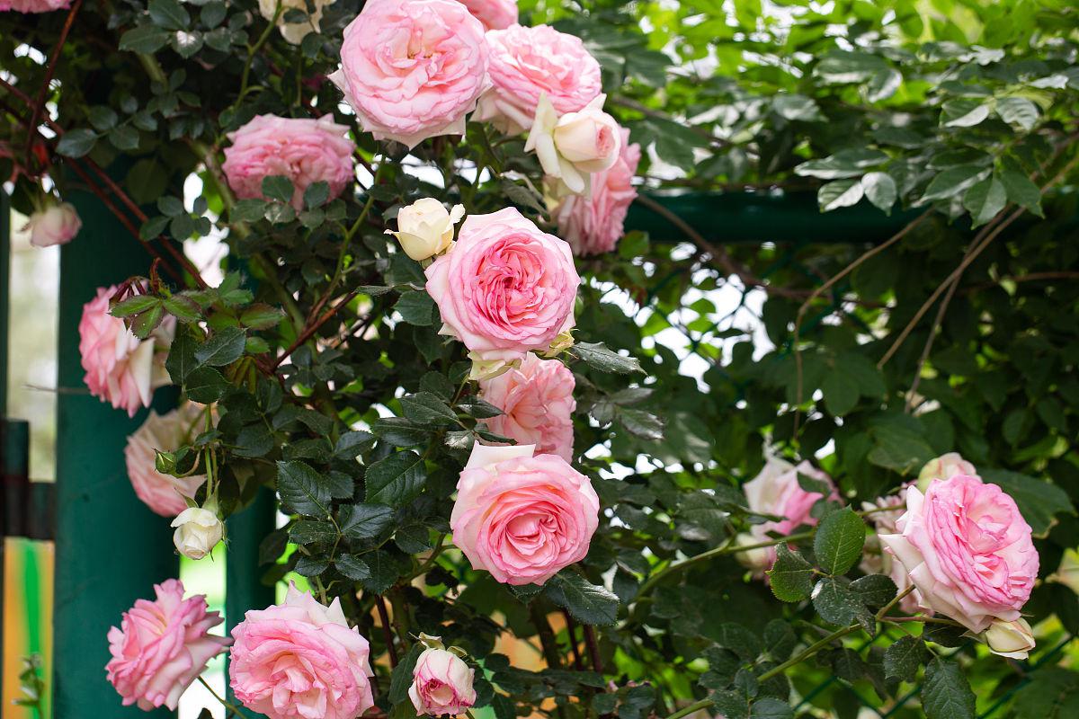 但是,在人工栽培环境下,通过适当的养护和管理,胭脂扣月季可以多次