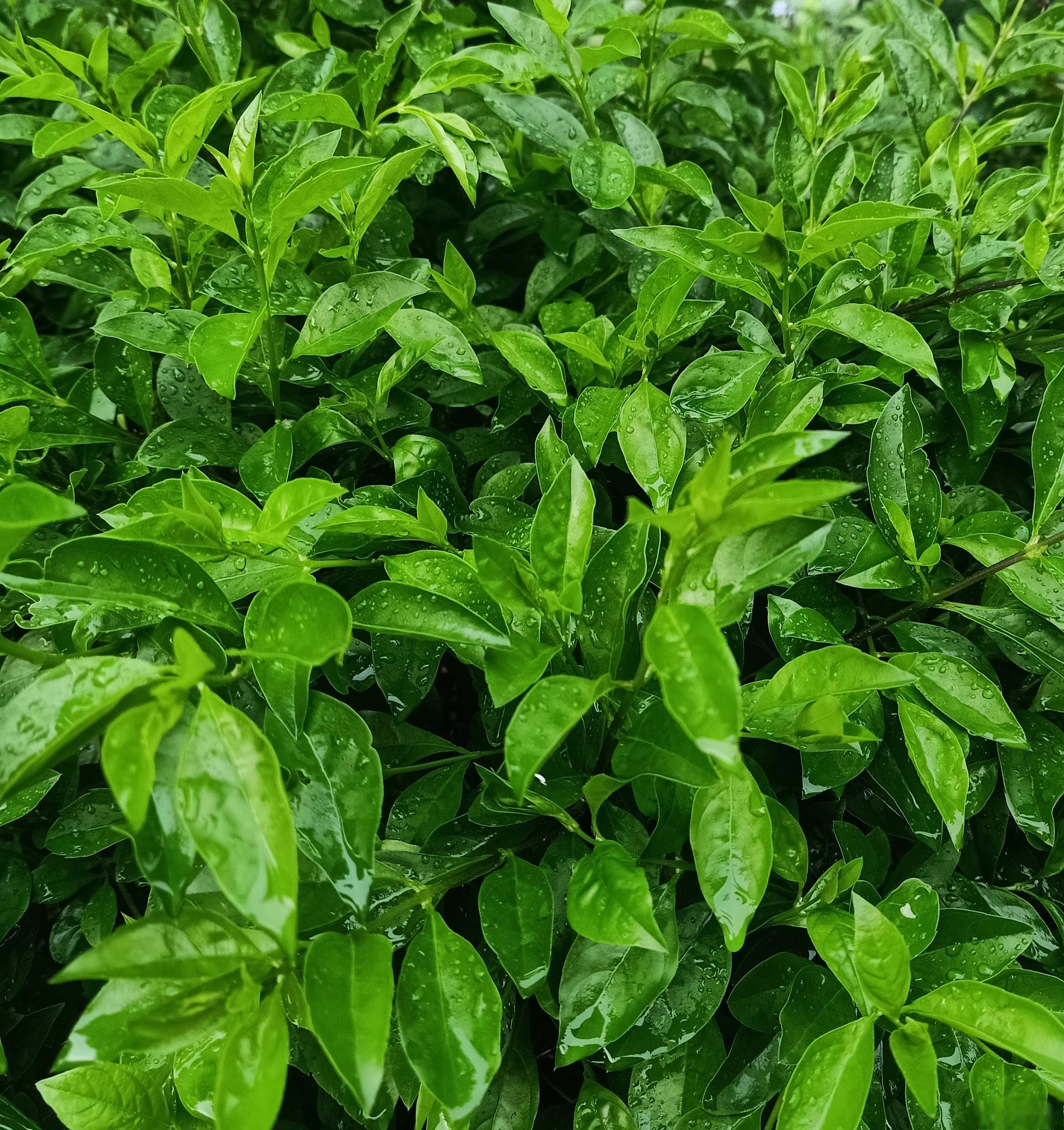 九层塔的生长要素 九层塔,一种具有顽强生命力的植物,能够在各种土壤