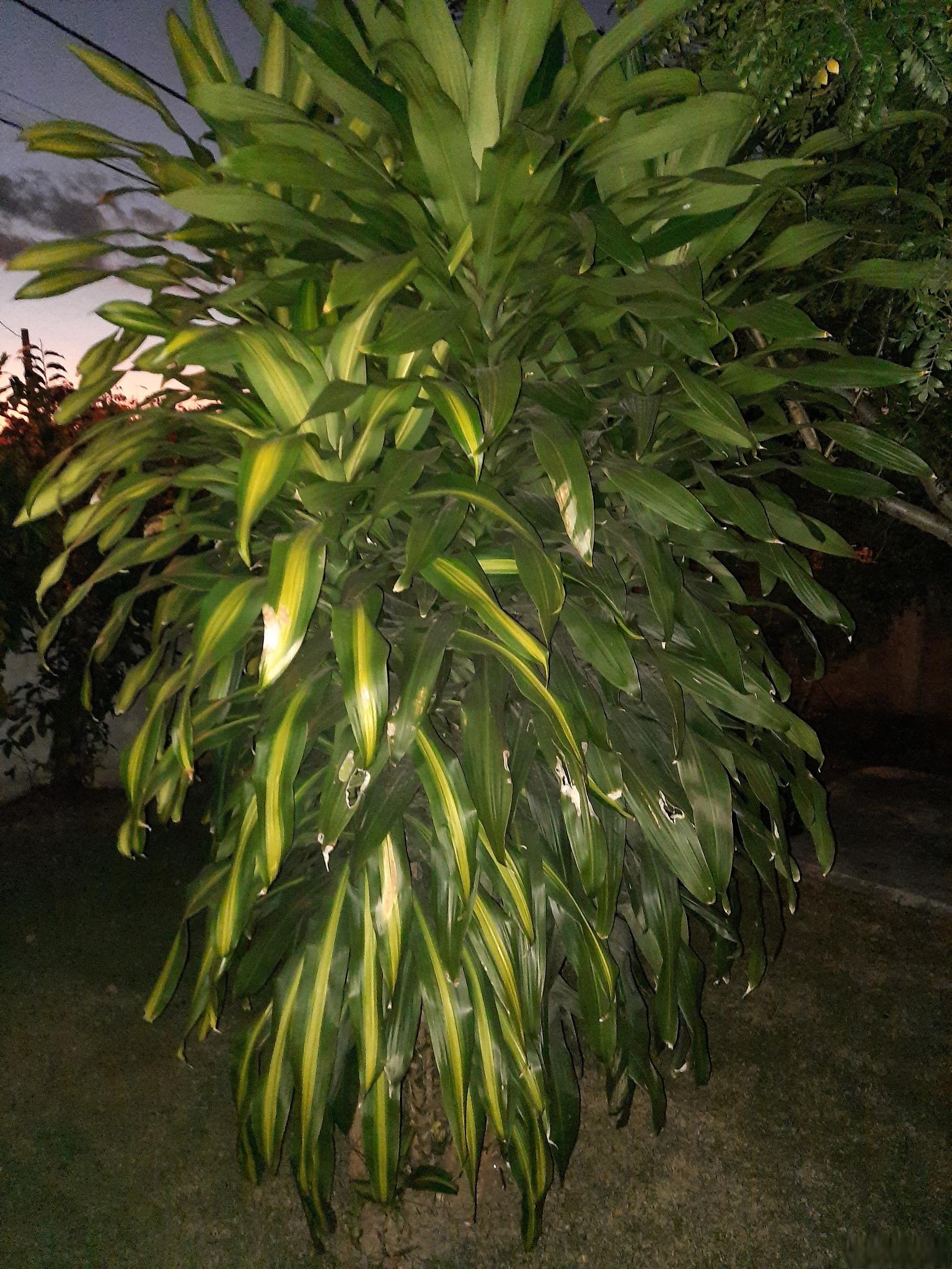 香龙血树)dracaena fragrans*是一种常见的室内观叶植物,因其美观的