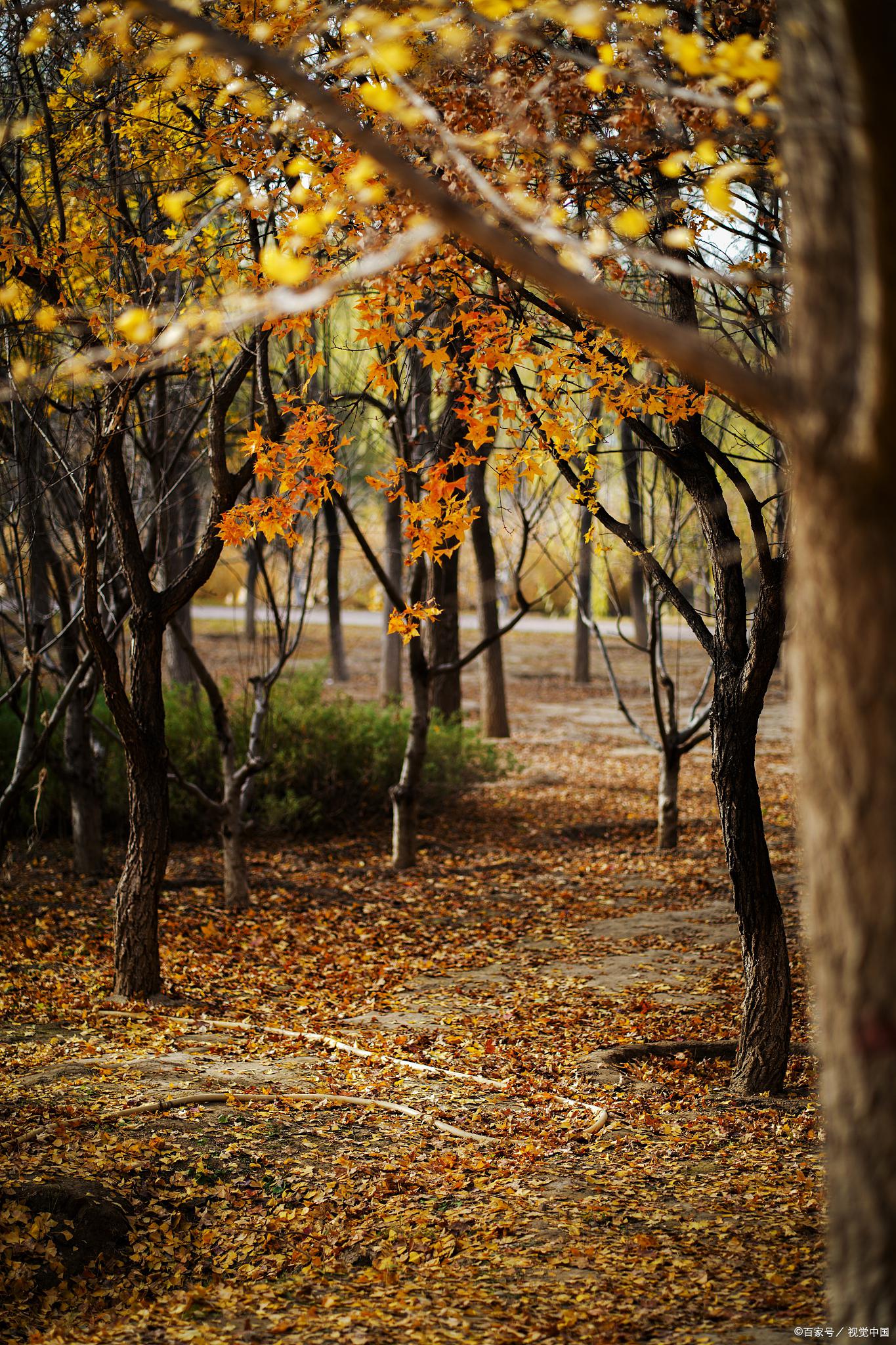秋季的回归:展现绚烂风景的舞台 一缕凉爽的秋风,轻轻拂过脸颊,带来了