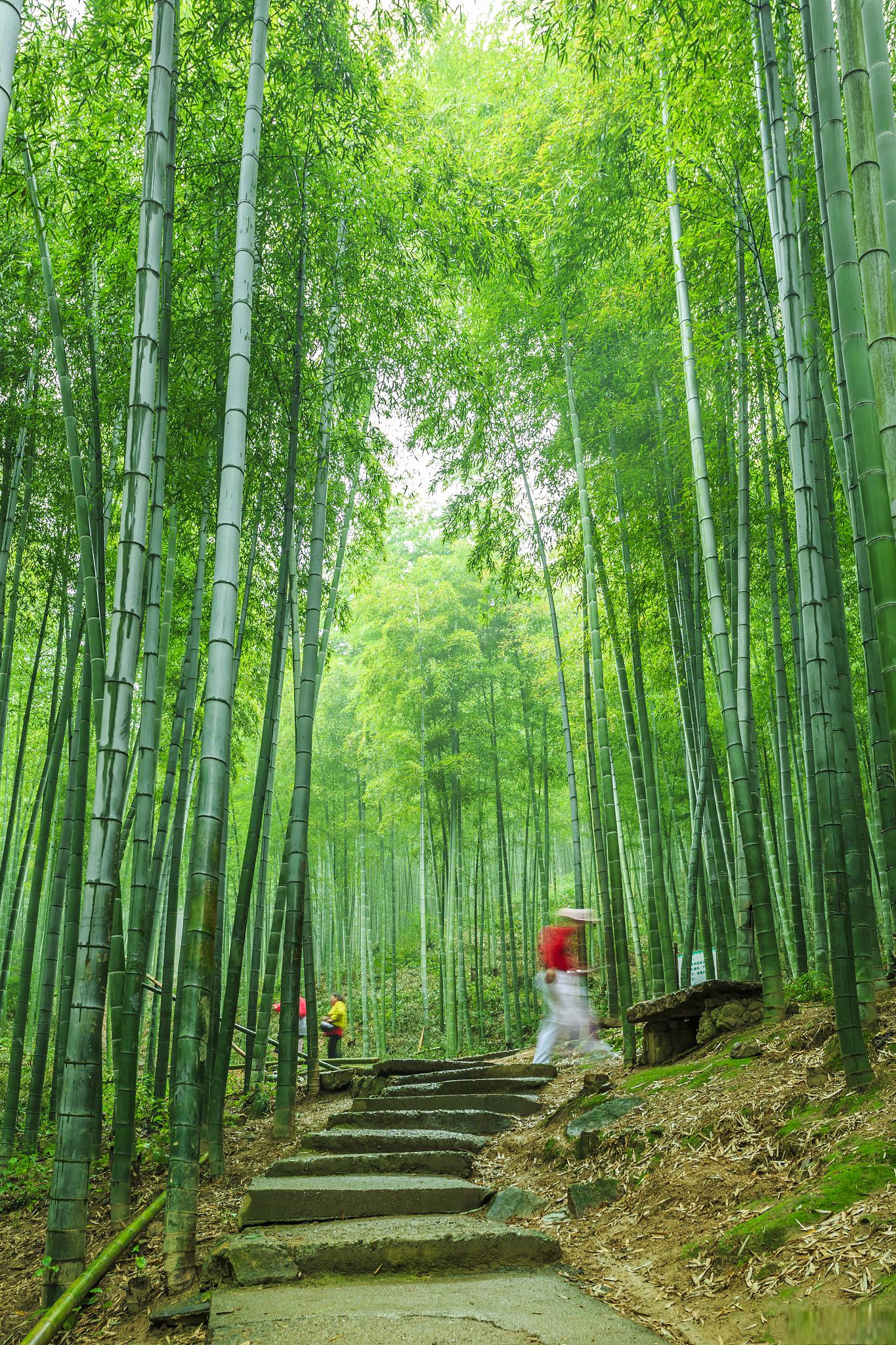 长宁的蜀南竹海是一片竹的海洋,它展现出优美迷人的旅游风景,吸引了