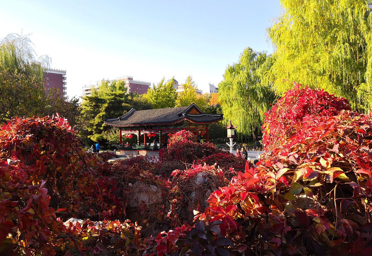 西安华清池,一个充满历史与文化气息的旅游胜地,每逢秋天,这里的景色