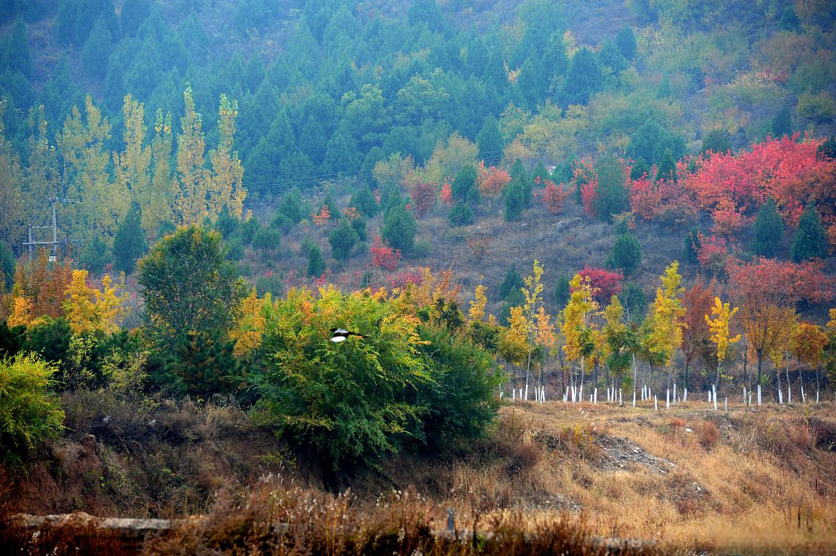 子午岭秋季:迷人的梦境之旅 当秋天的脚步渐渐靠近,位于中国中部的