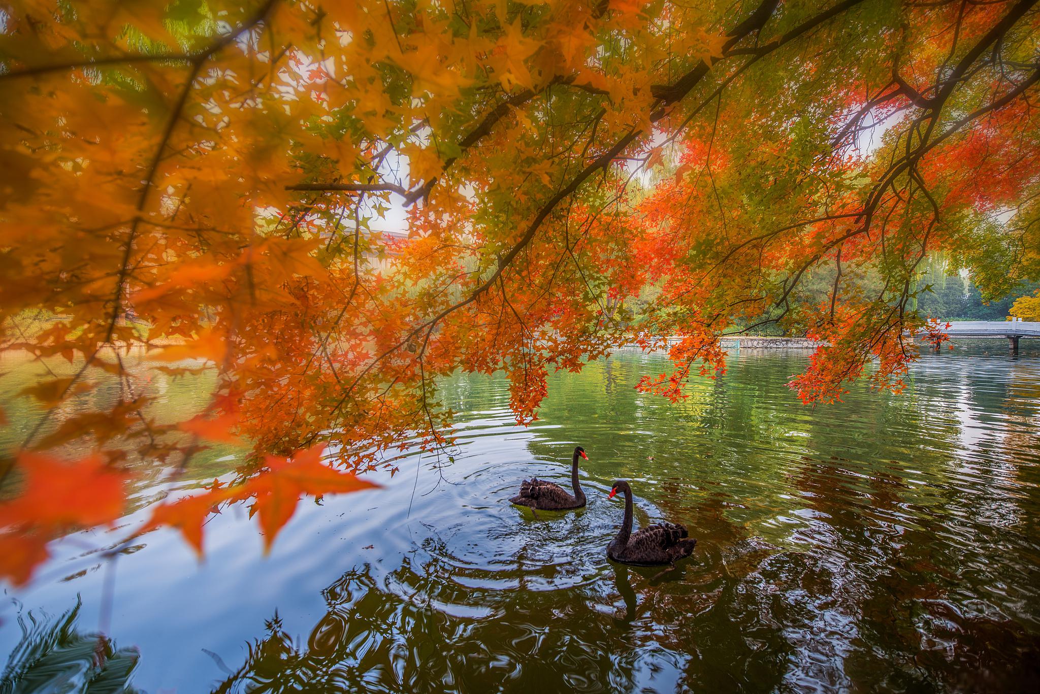 东湖风景区,位于武汉市武昌区,是一个充满自然美景和人文底蕴的地方
