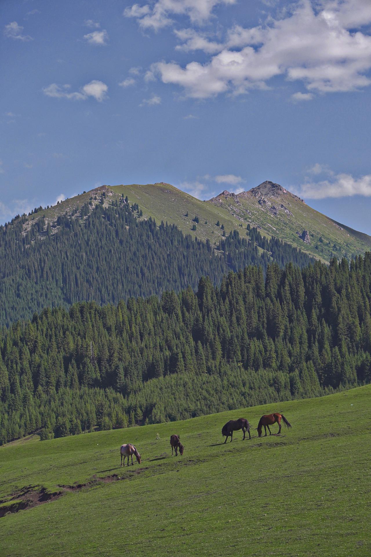 新疆草原之美琼库什台 大草原琼库石台草原被称为天山腹地的世外桃源