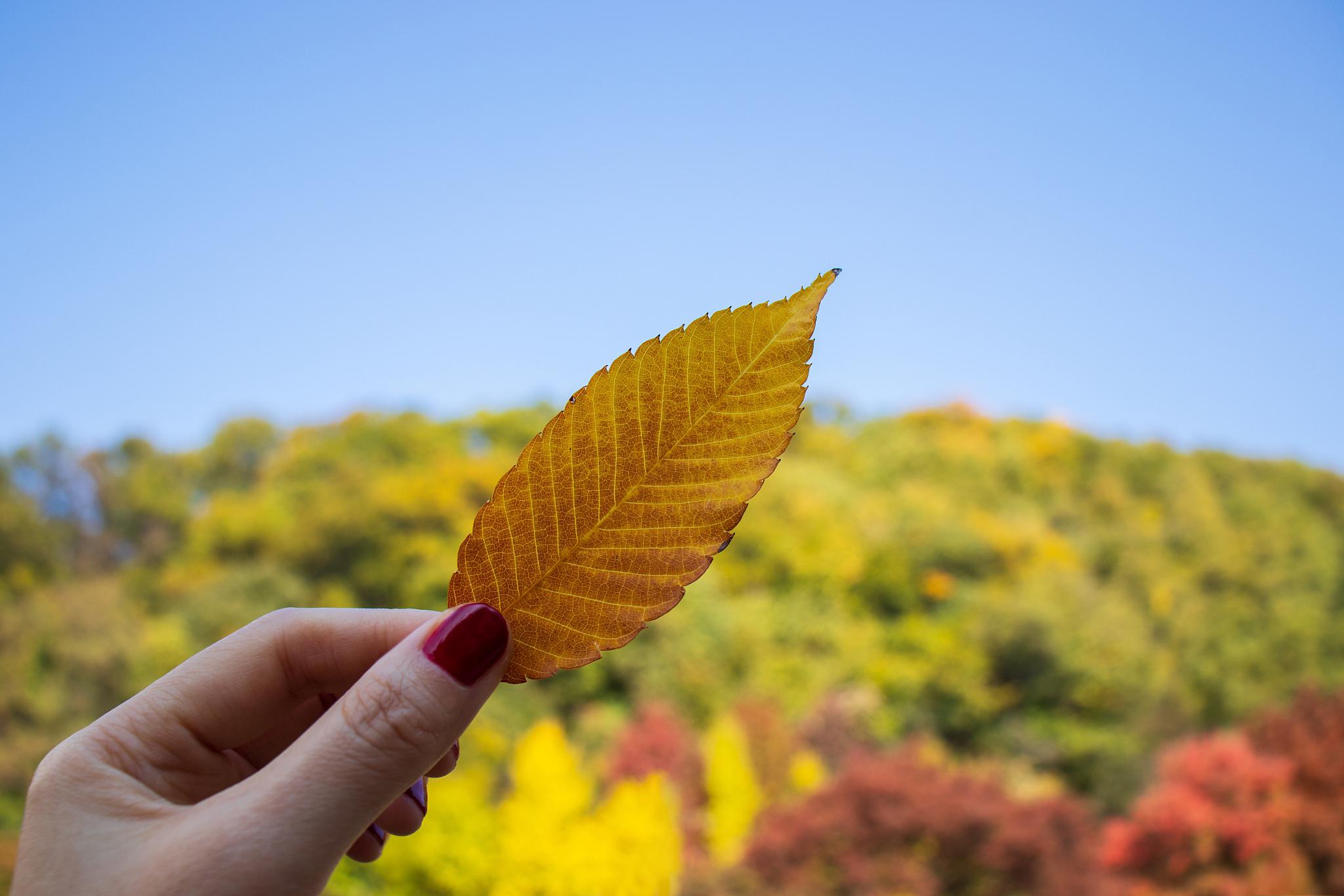 南方秋天的美 南方秋日,用心感受丰收的喜悦与内心的满足南方秋天的美