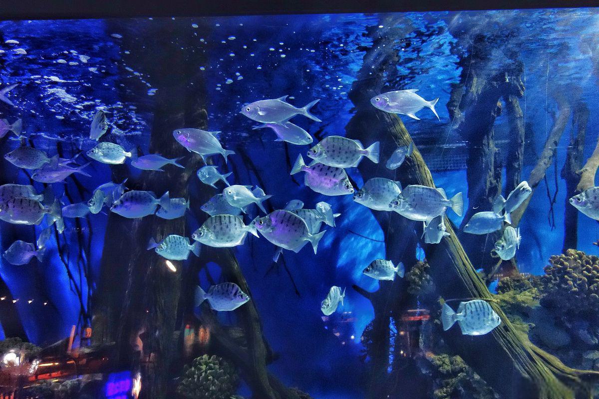 鄂尔多斯海洋馆旅游攻略 位于内蒙古自治区鄂尔多斯市的鄂尔多斯海洋