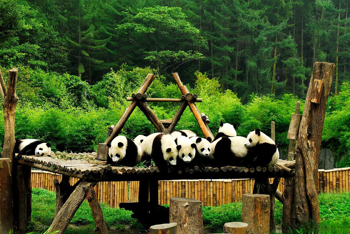 栾川竹海野生动物园游玩攻略 栾川竹海野生动物园是一座充满野趣和