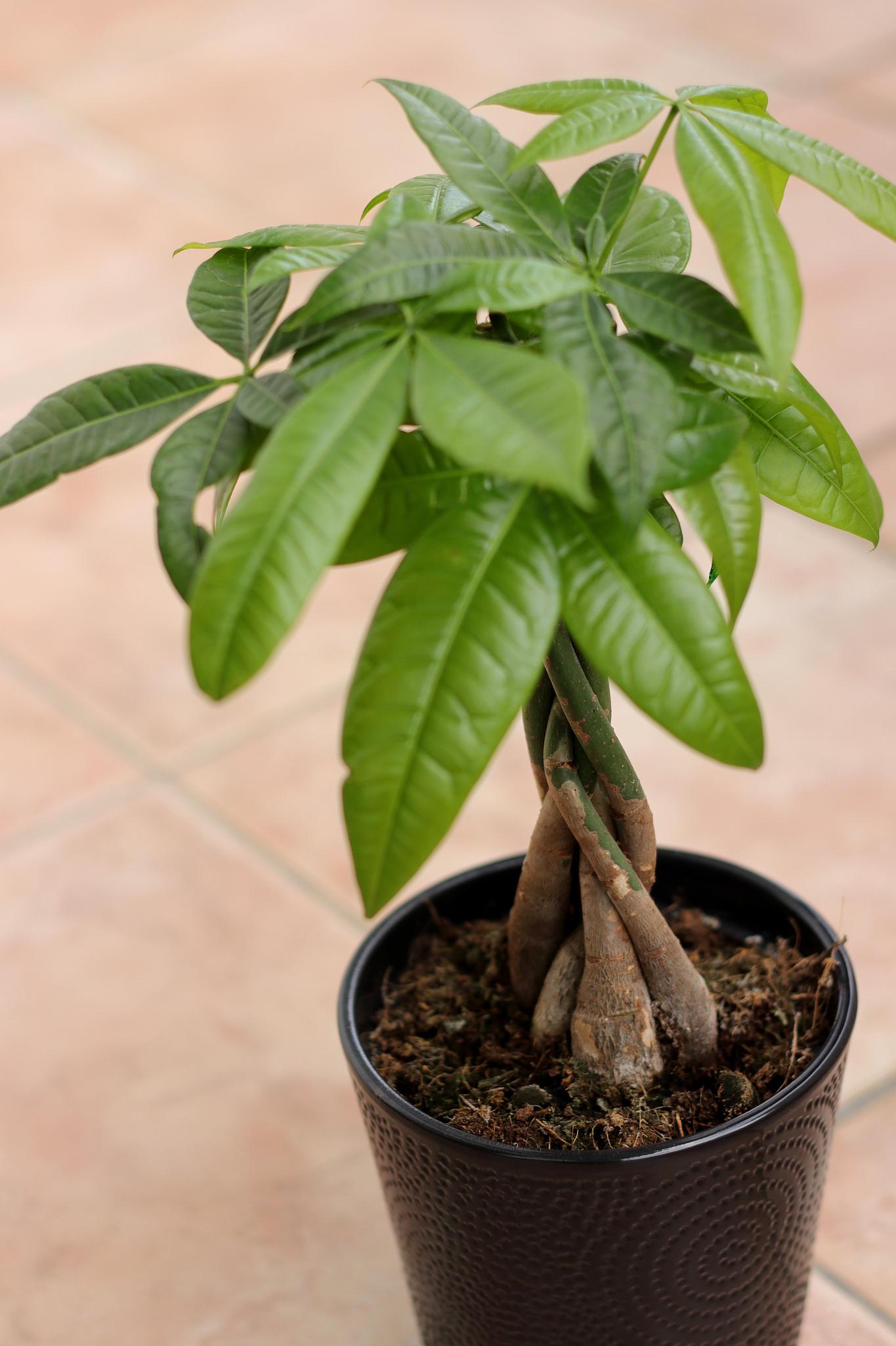 发财树如何安全过冬 发财树是一种常见的室内观赏植物,但是在冬天