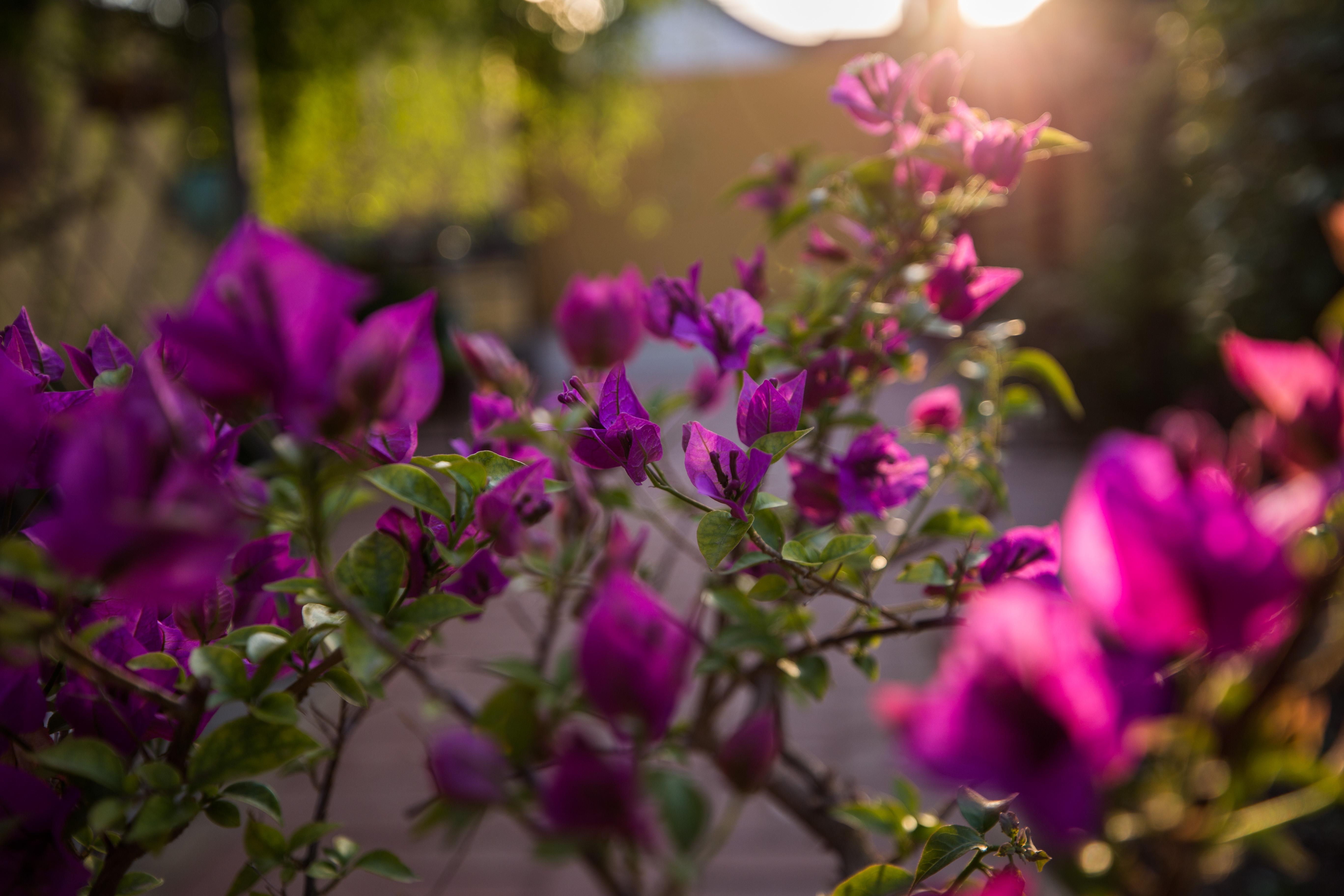 绿叶雪紫三角梅换盆建议在春季3/4月或者秋季9/10月份.