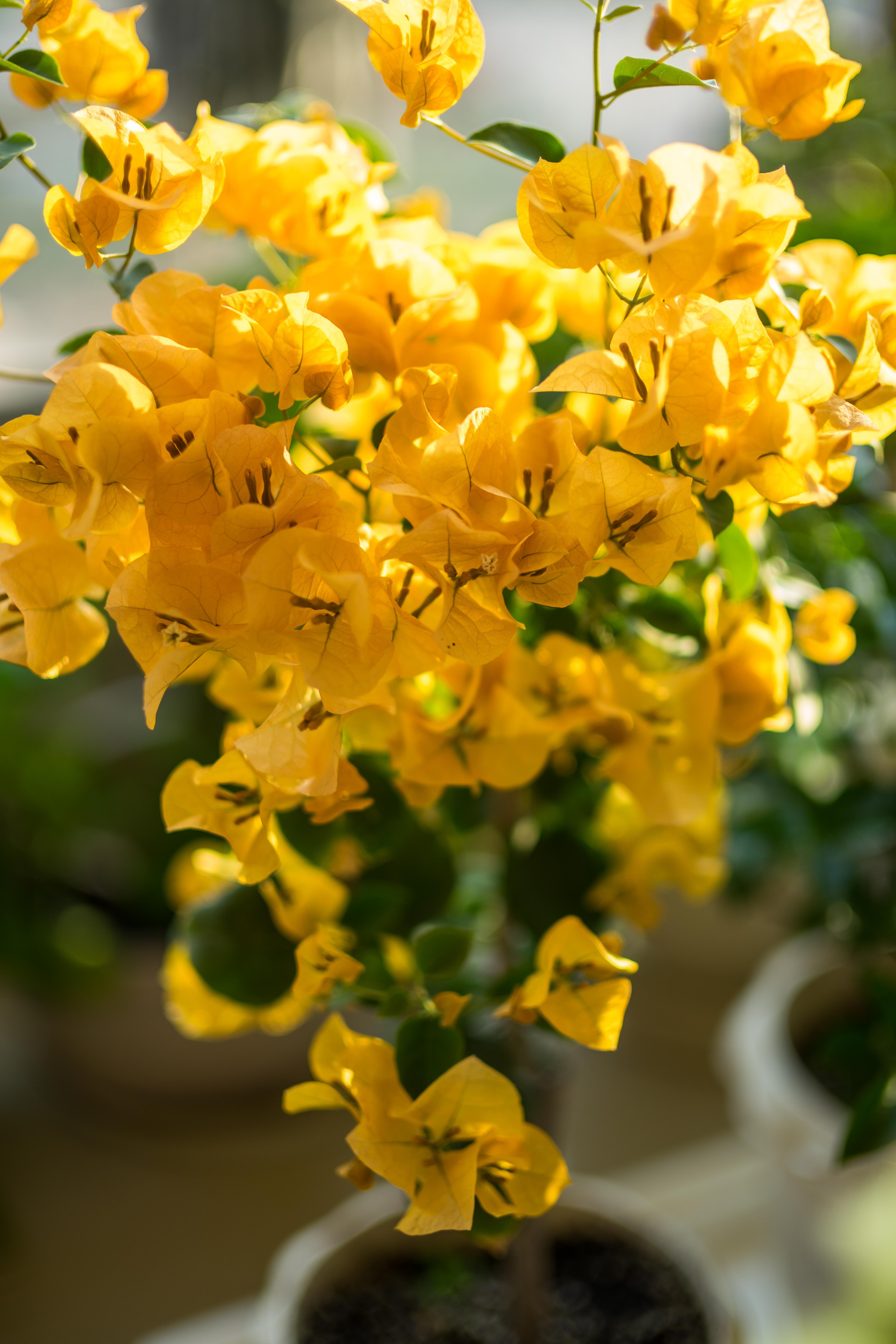 绿叶雪紫三角梅换盆建议在春季3/4月或者秋季9/10月份.