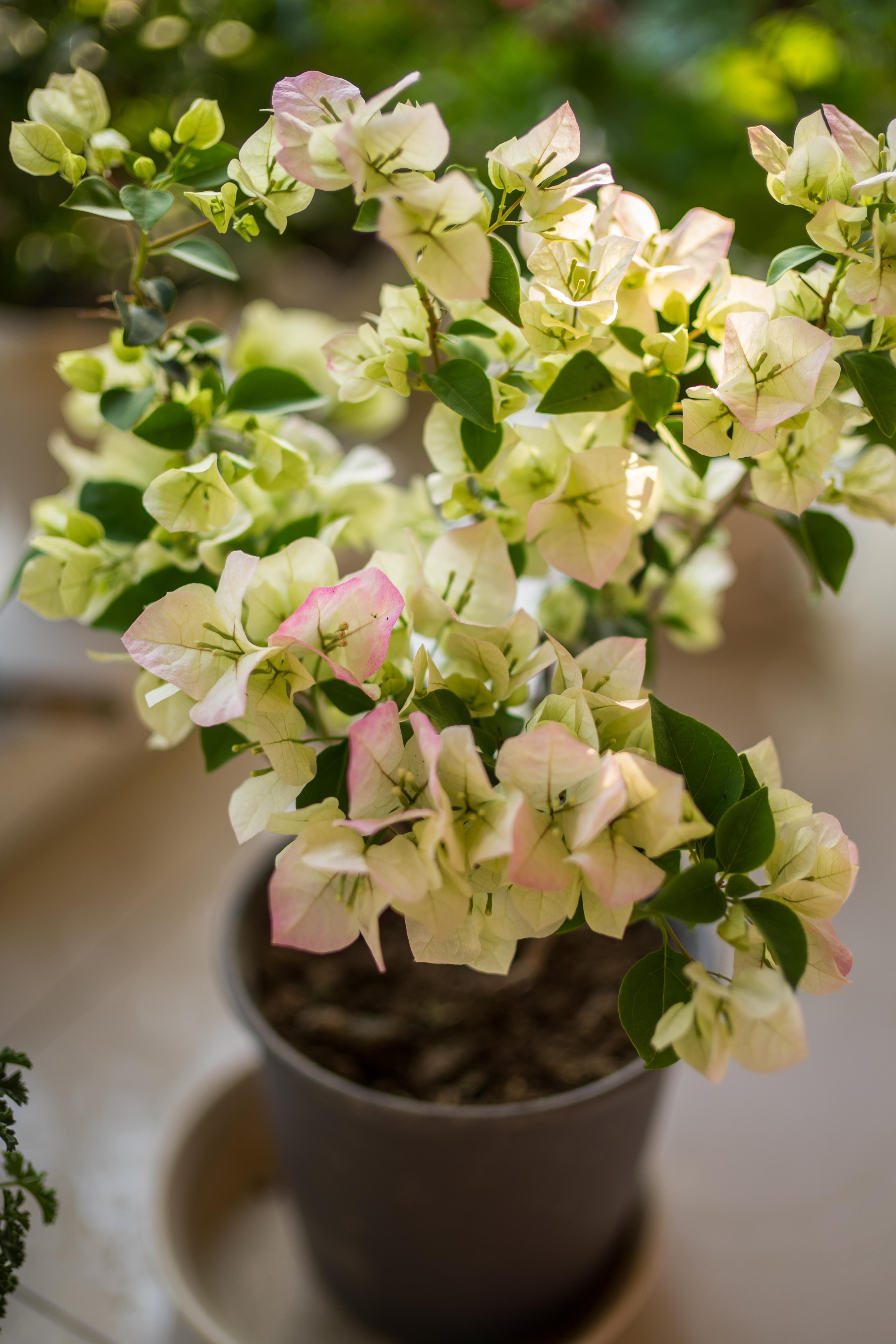 绿叶雪紫三角梅换盆建议在春季3/4月或者秋季9/10月份.