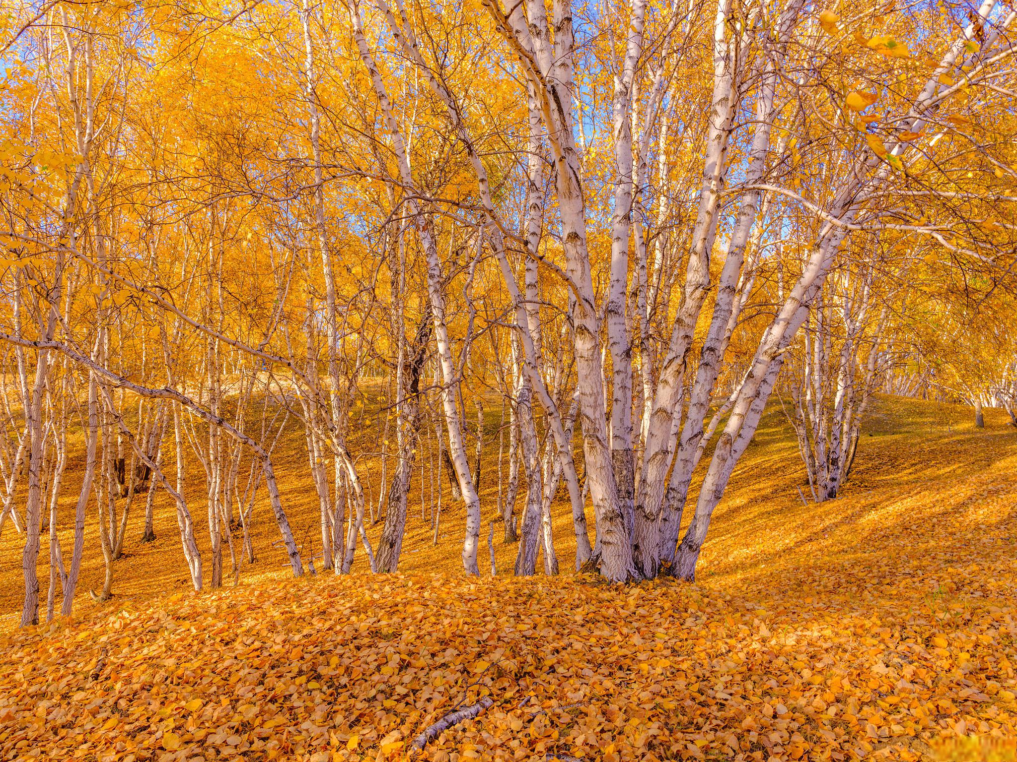 大兴安岭秋天的白桦林 在中国的大兴安岭,秋天来得猛烈而深沉.