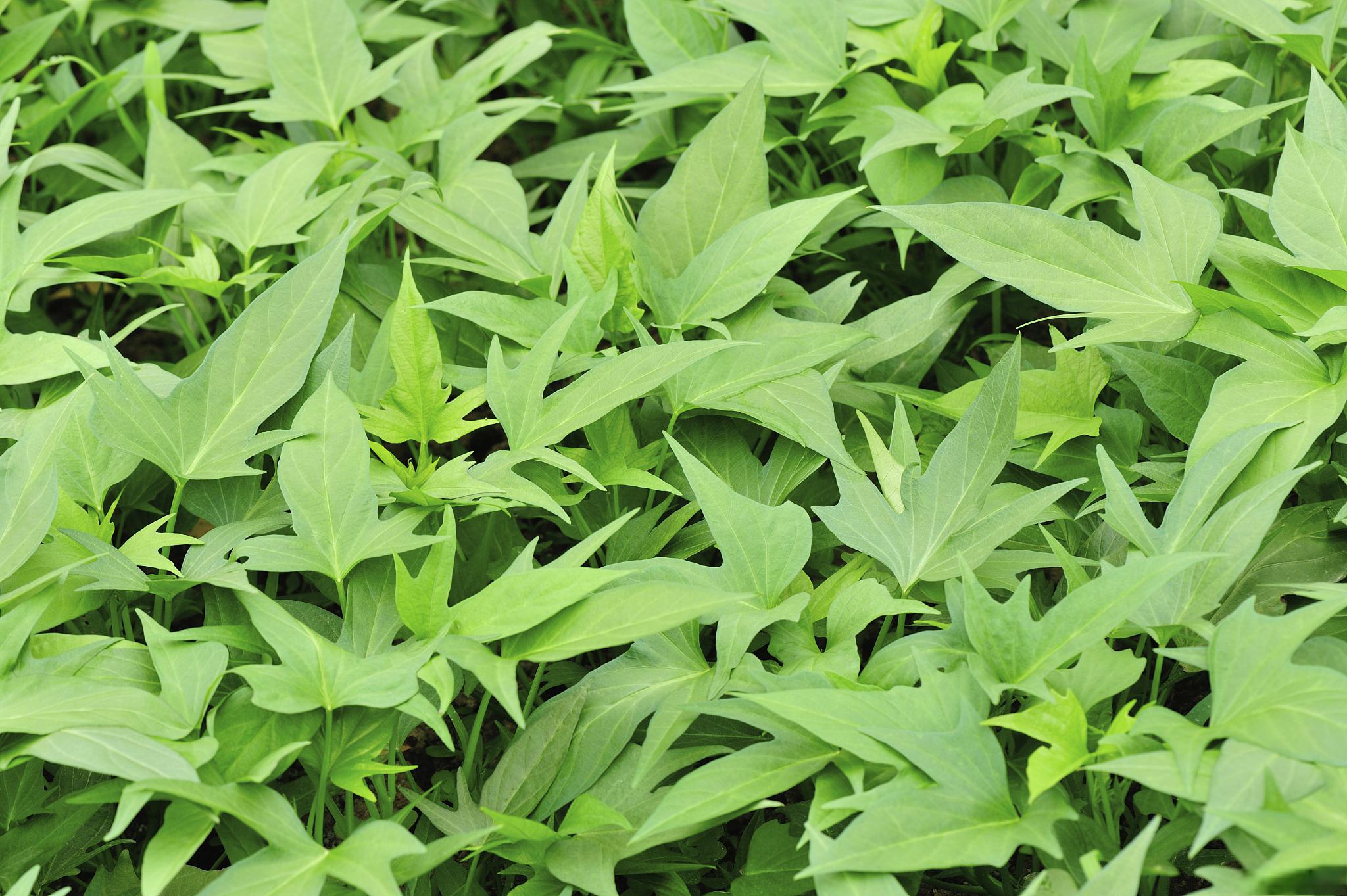 飞机草养殖的主要方法和注意事项如下 98选择条件 选择温暖湿润