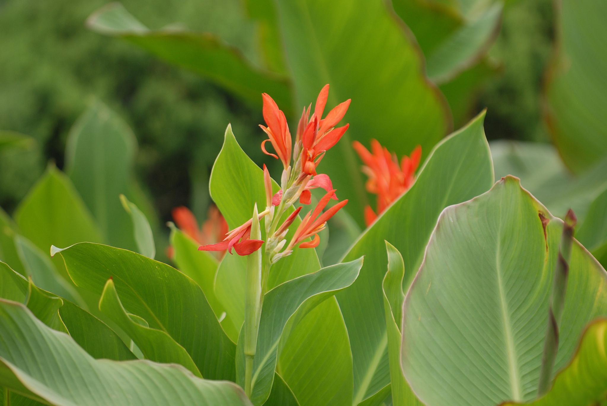地栽美人蕉冬季养护指南 冬季来临,很多植物都进入了休眠期,但对于地