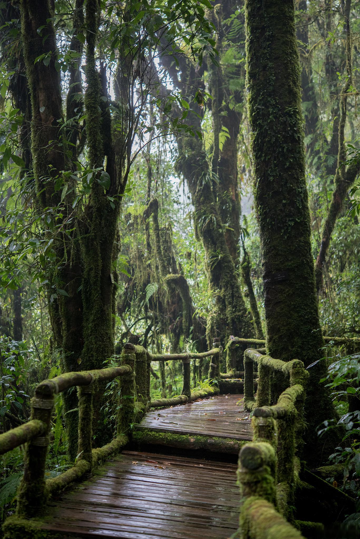 阿里山风景区介绍图片