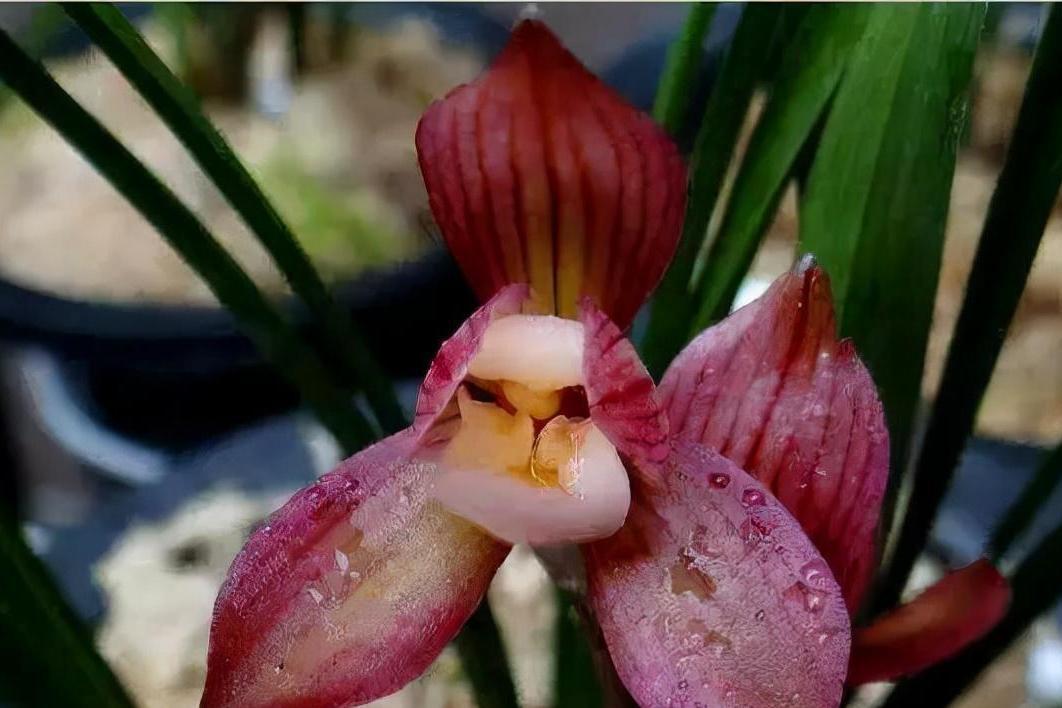 从天价到国家二级保护植物 金线兰,是一种比较昂贵的兰花,其价格也一