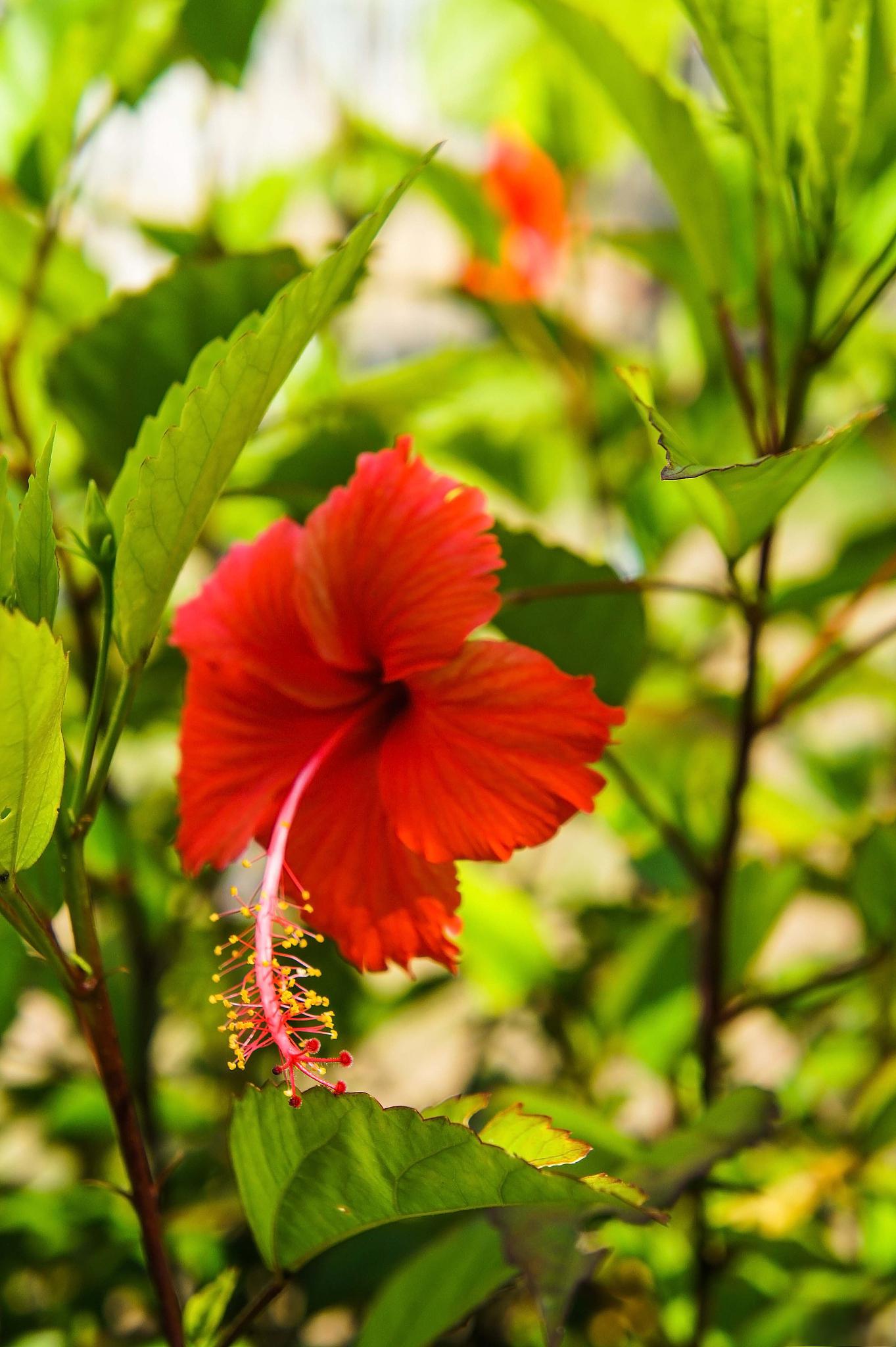 扶桑花扦插方法 扶桑花扦插是将扶桑花的一段新枝条插入到土壤中,等待