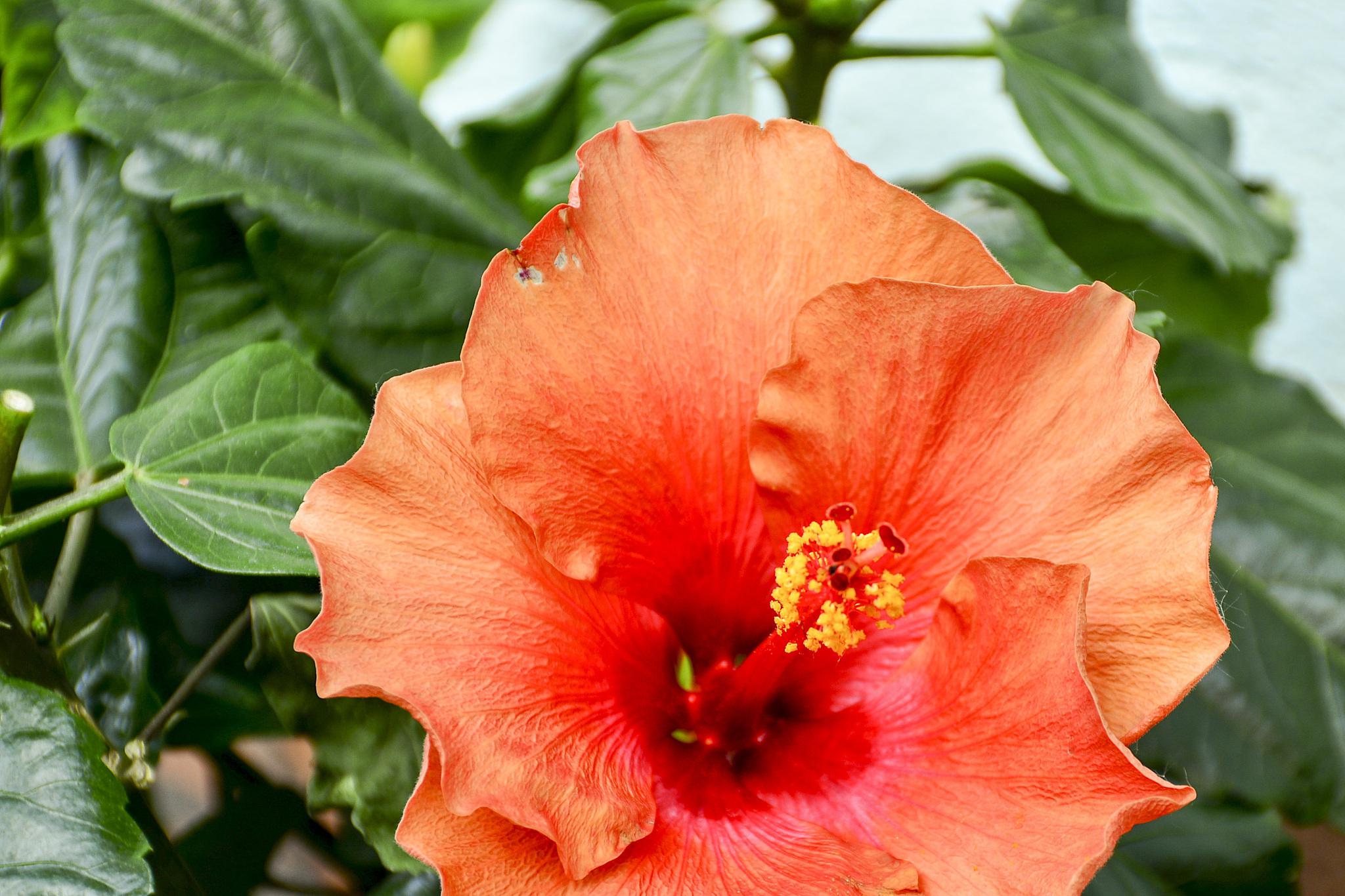 扶桑花扦插方法 扶桑花扦插是将扶桑花的一段新枝条插入到土壤中,等待