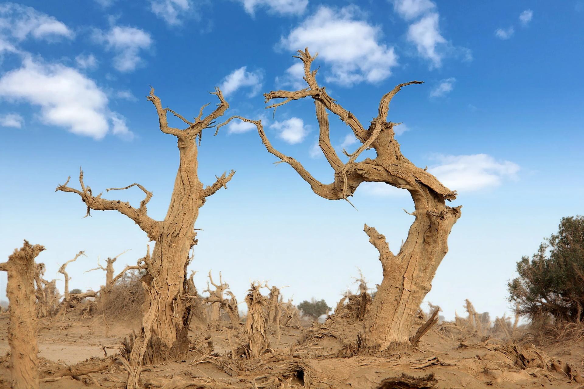 沙雅睡胡杨谷,地老天荒的凭证 胡杨的古老众人皆知,胡杨的秋色惊艳人