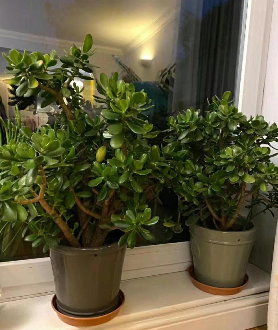 家居绿植,这些植物不仅好看,还有神奇的寓意 家中绿植不仅能装点空间