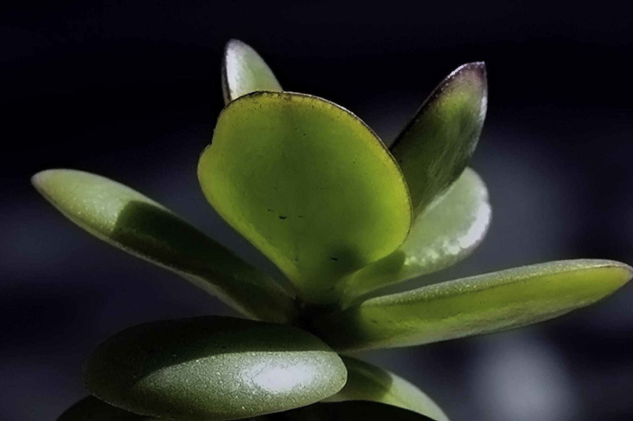 碧玉花养殖技巧 碧玉花是一种常见的室内观叶植物