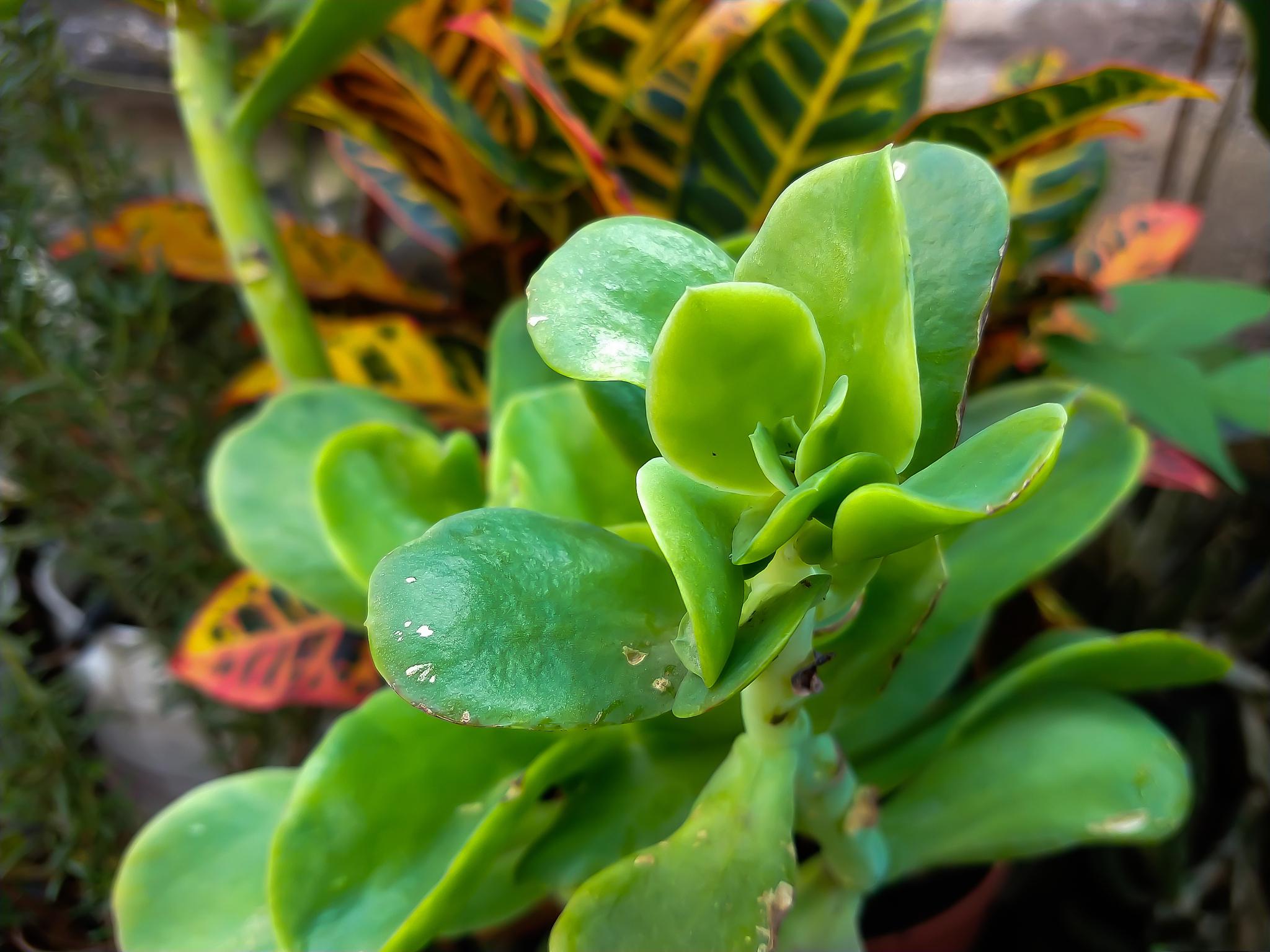 碧玉花养殖技巧 碧玉花是一种常见的室内观叶植物