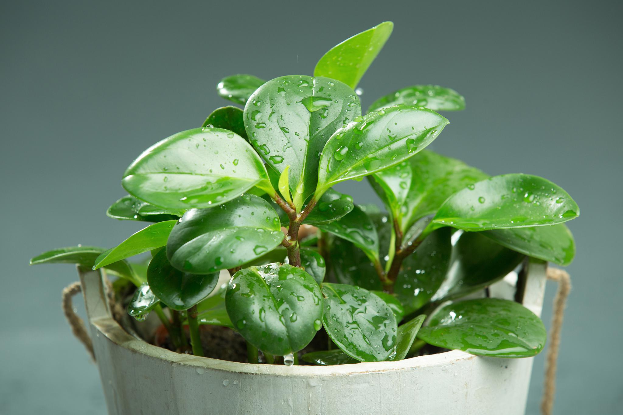 碧玉花养殖技巧 碧玉花是.@家居舒适度追求者的动态