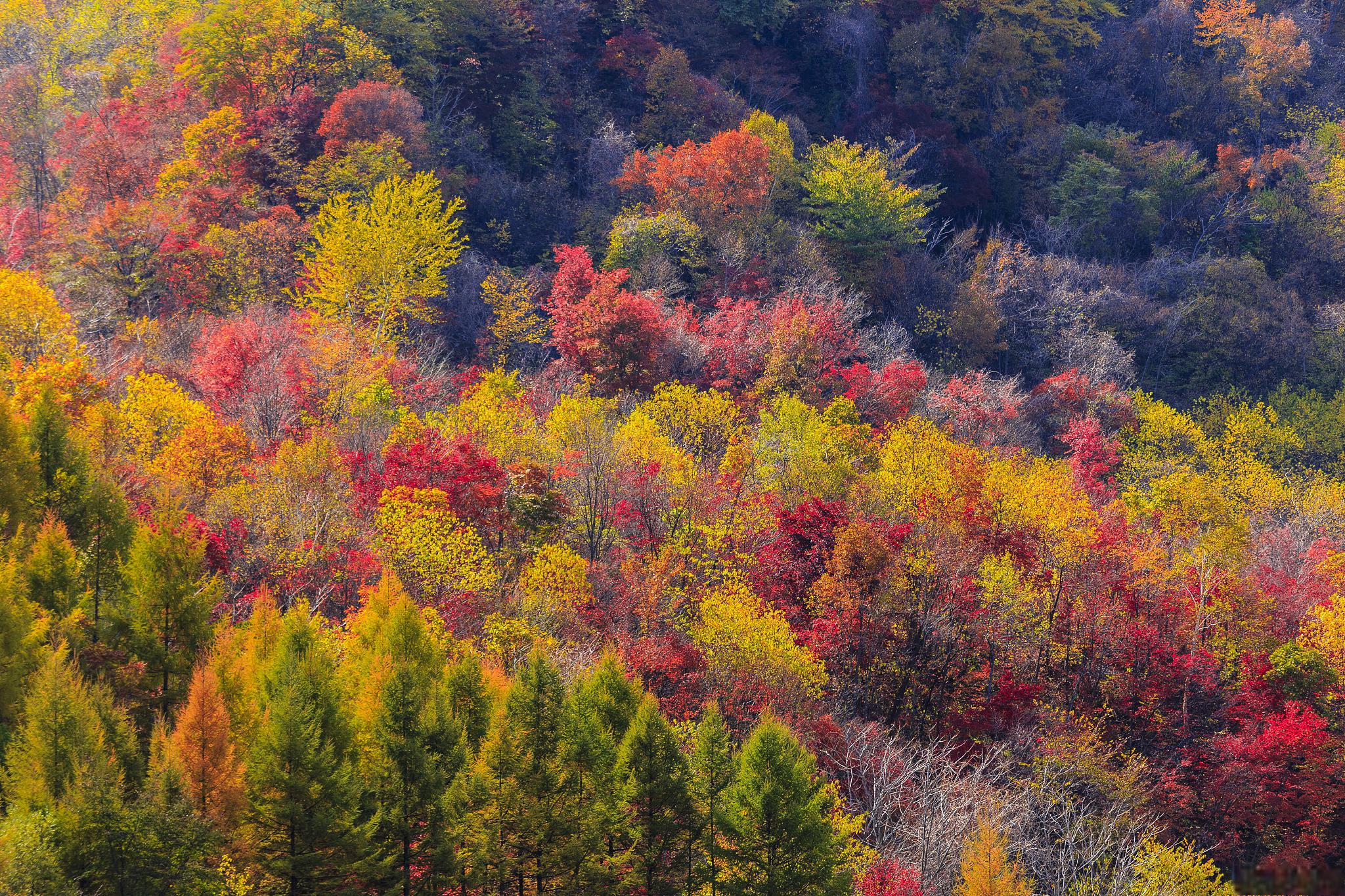 在这个时候,没有什么比徒步穿越山地,感受那由红叶舞动带来的魅力更