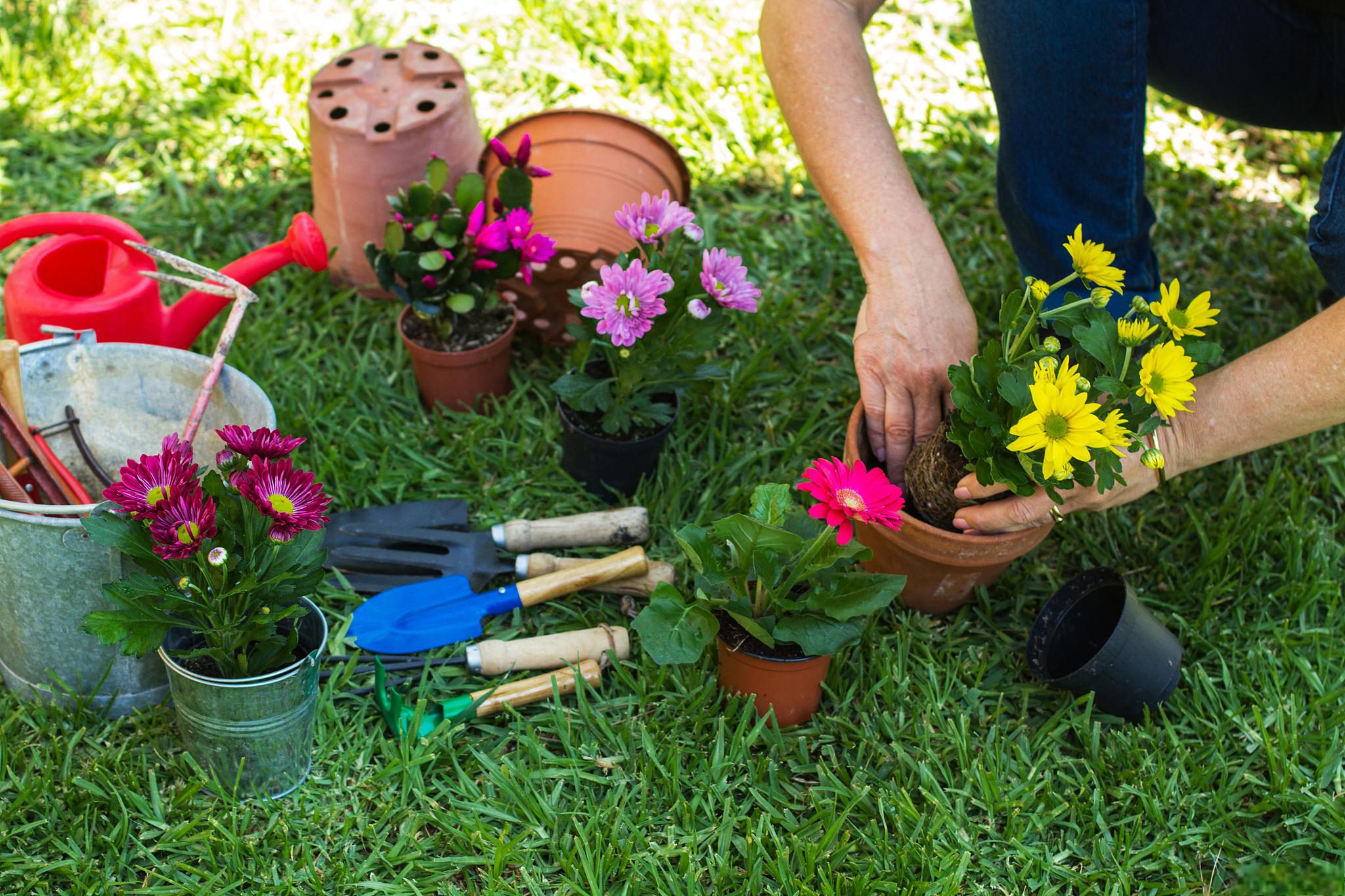将军柱,又称龙血树,龙骨花,是一种常见的观赏植物
