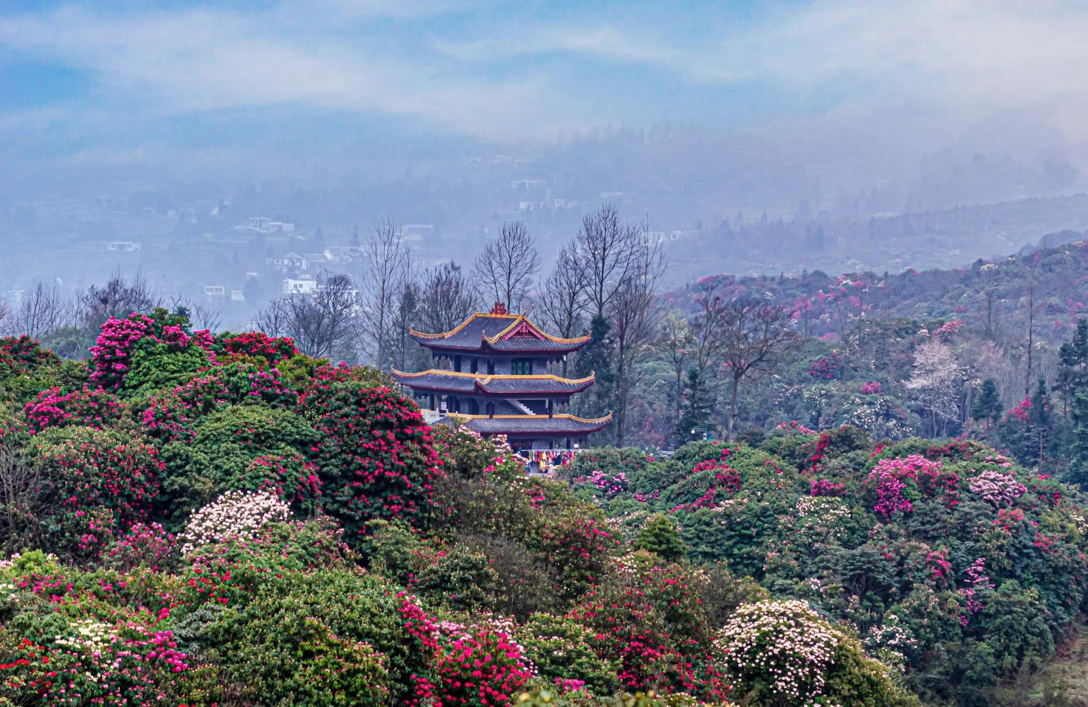 贵州毕节杜鹃花海图片