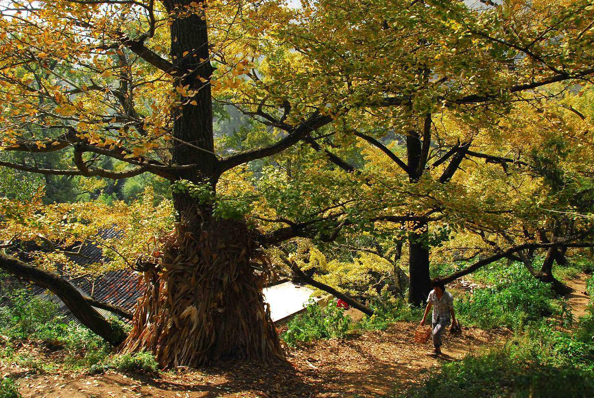 中国千年银杏谷,秋日环游指南 在中国湖北省的北部,隐藏着一处让世界