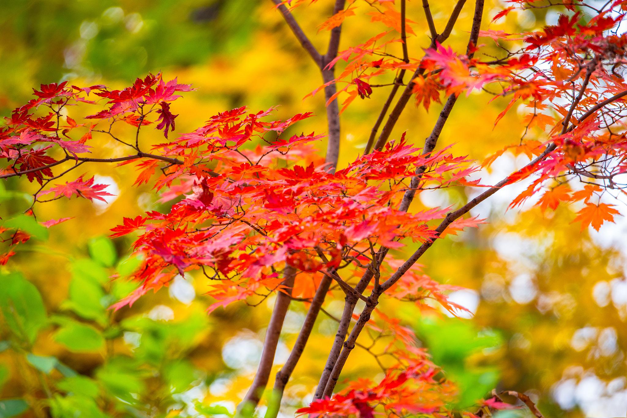 秋天的枫叶,园区的美景 秋天的枫叶,映衬出园区瑰丽无比的美景.