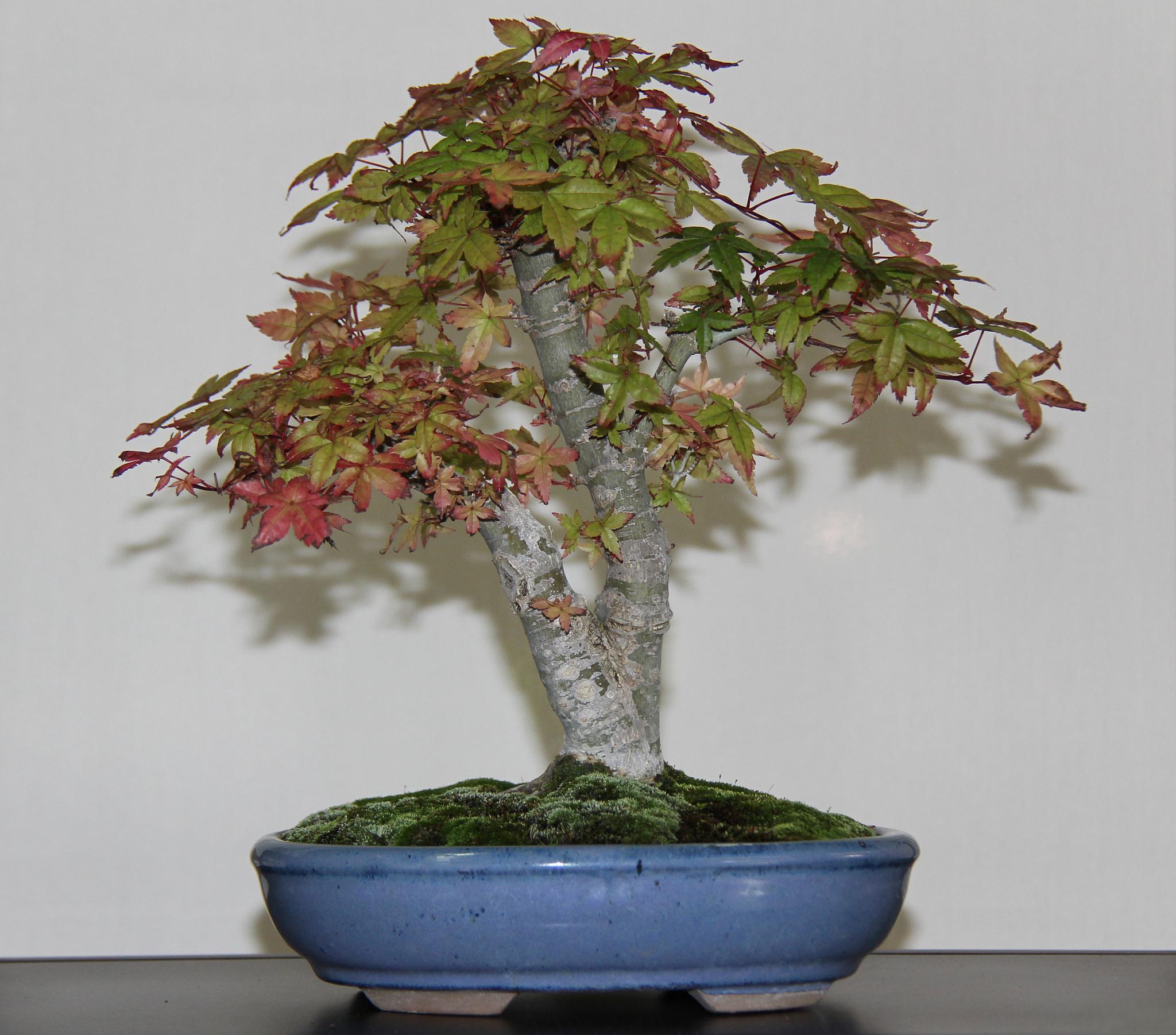 黄栌盆景护理大忌讳 黄栌盆景作为一种受人喜爱的盆景植物,它的独特之