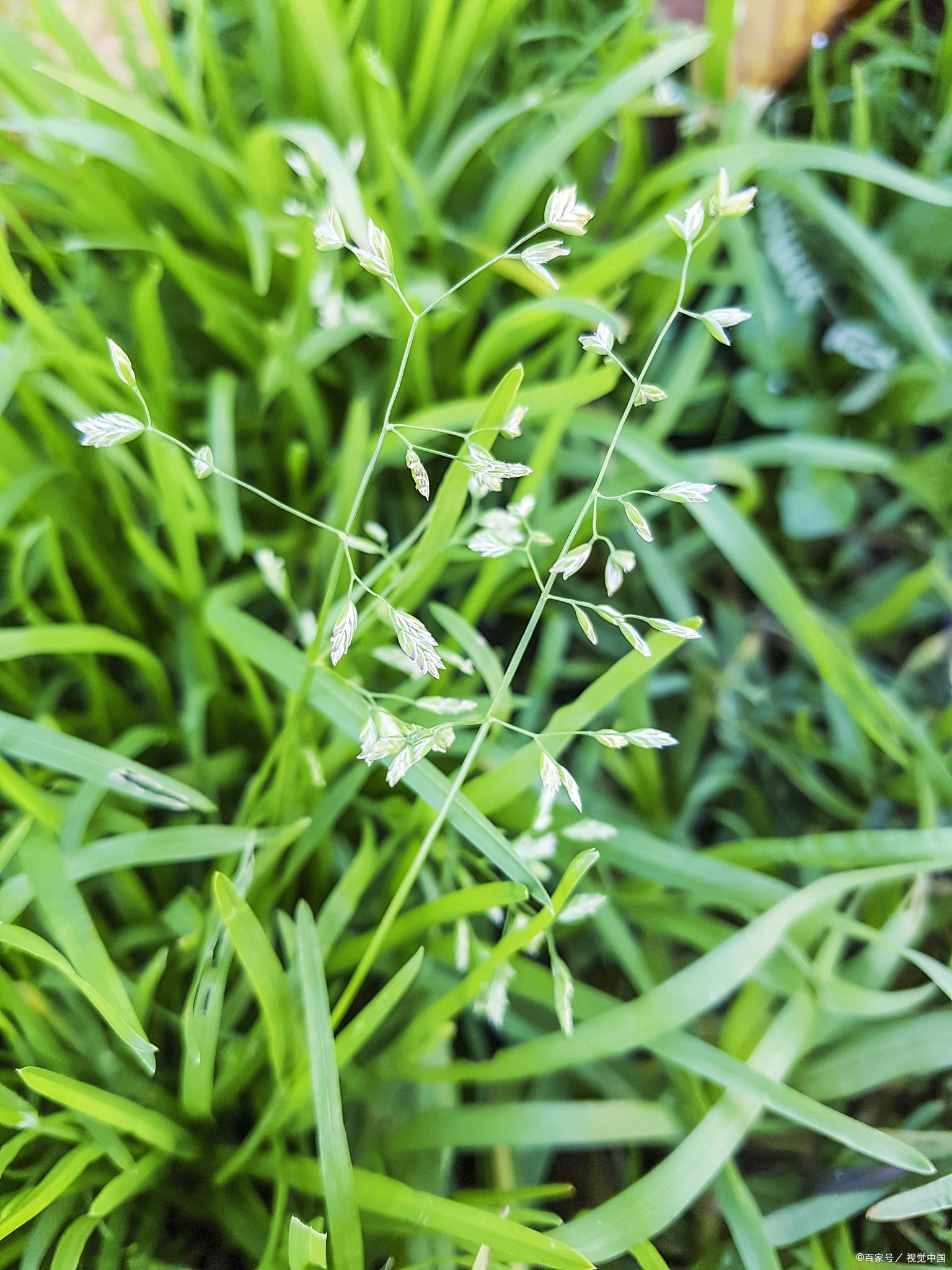 白花蛇舌草生长环境图片