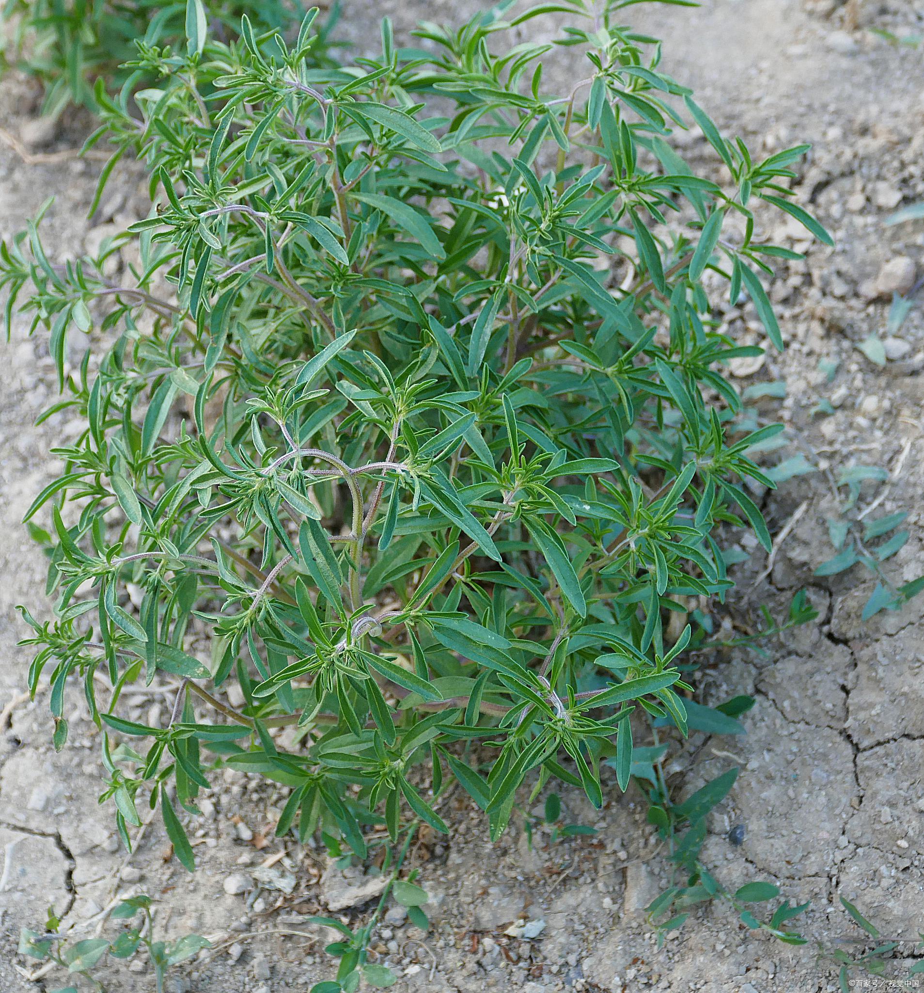 白花蛇舌草形态特征图片