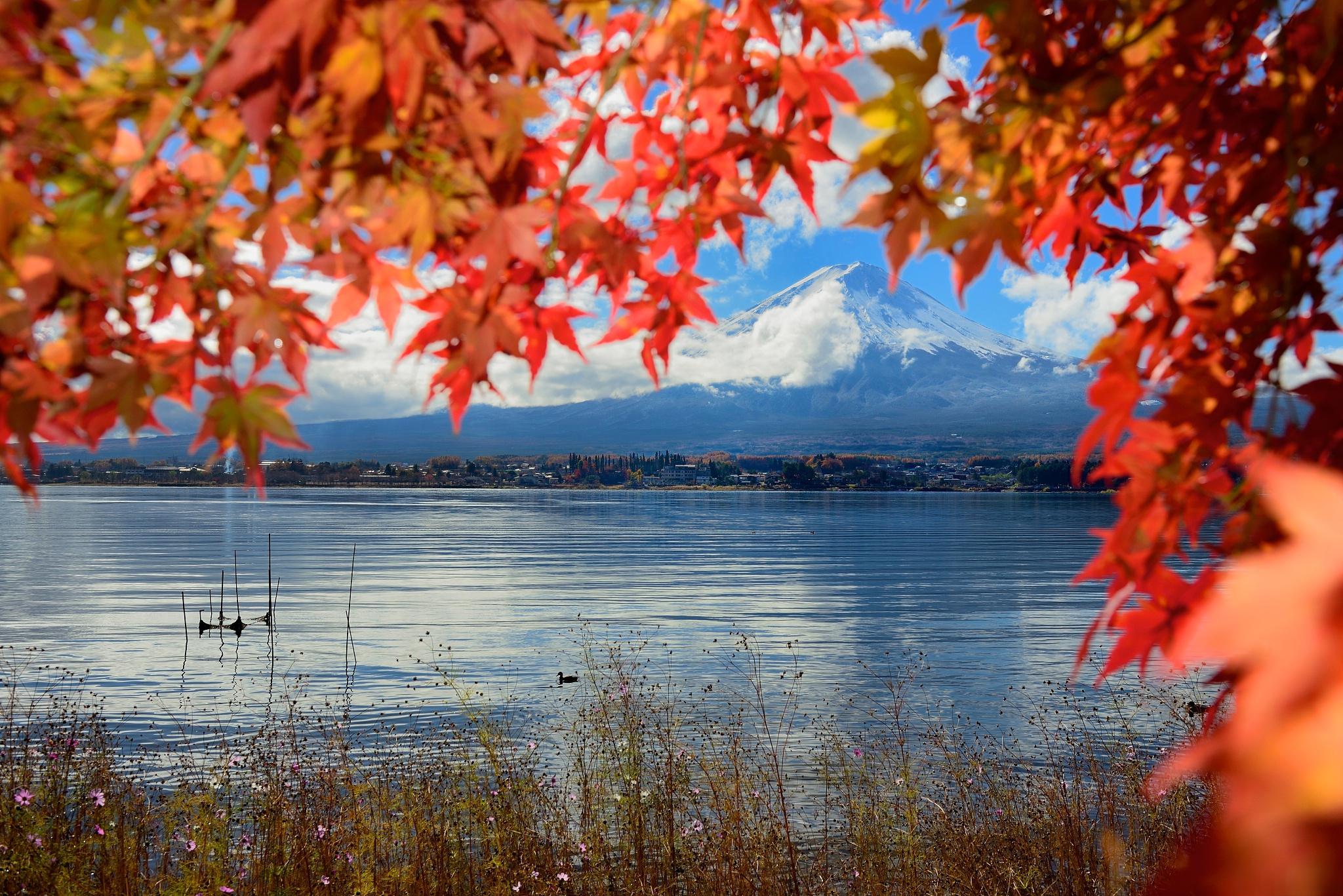 富士河口湖町:红叶与湖泊的完美结合 富士河口湖町,位于日本本州,是一