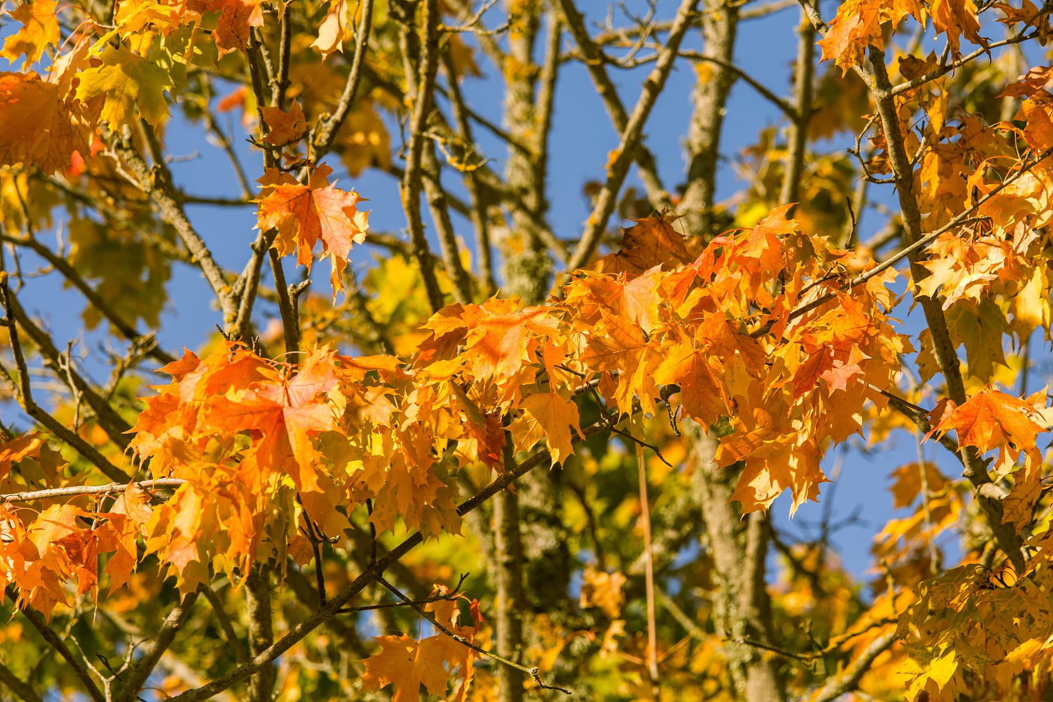 海南的落叶景观:另一种秋天的韵味 海南,这个以其热带气候和丰富自然