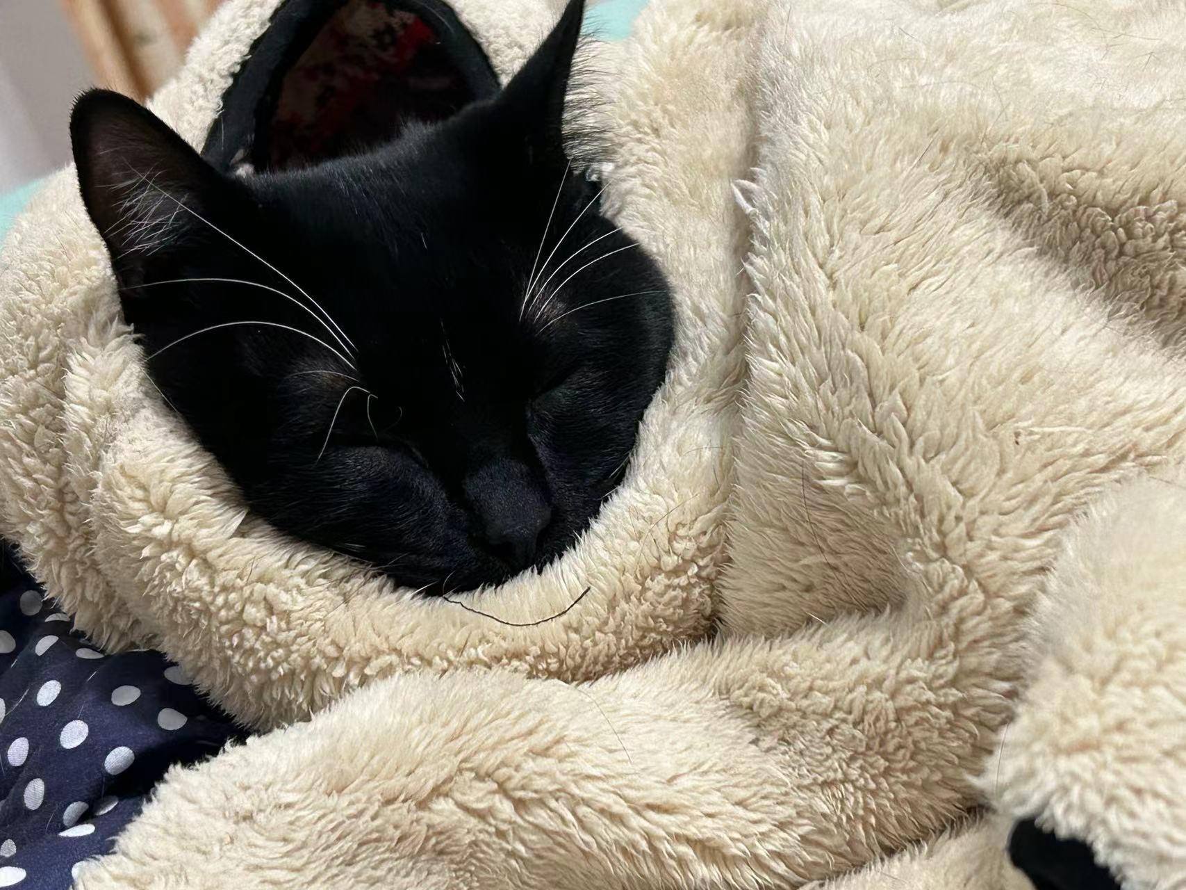 它黑白分明,善恶能辨.它总是跟着我转,陪着我日出黄昏.