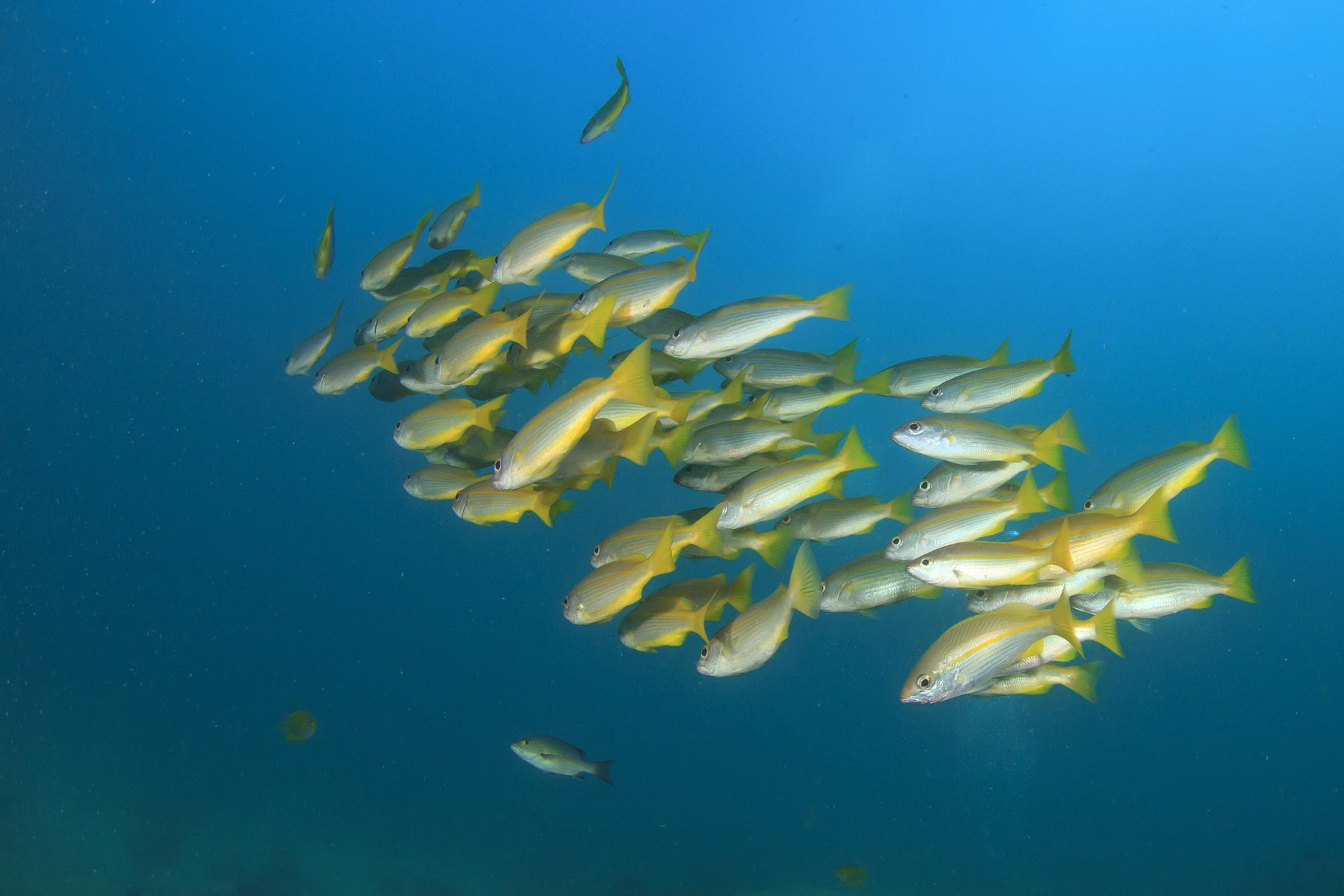 野生大黄鱼:珍贵的海洋美食 野生大黄鱼是中国四大海鱼之一,也是中国