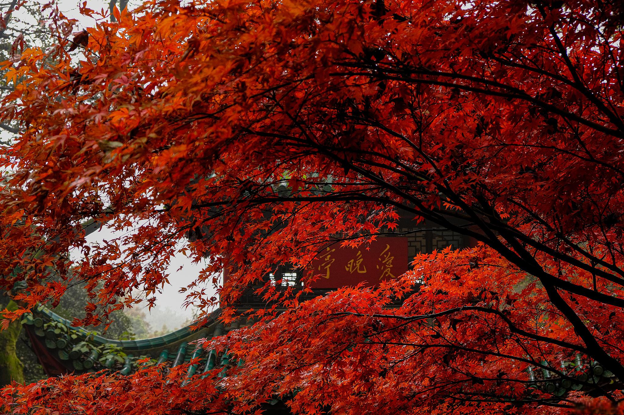 香山红叶美景图片