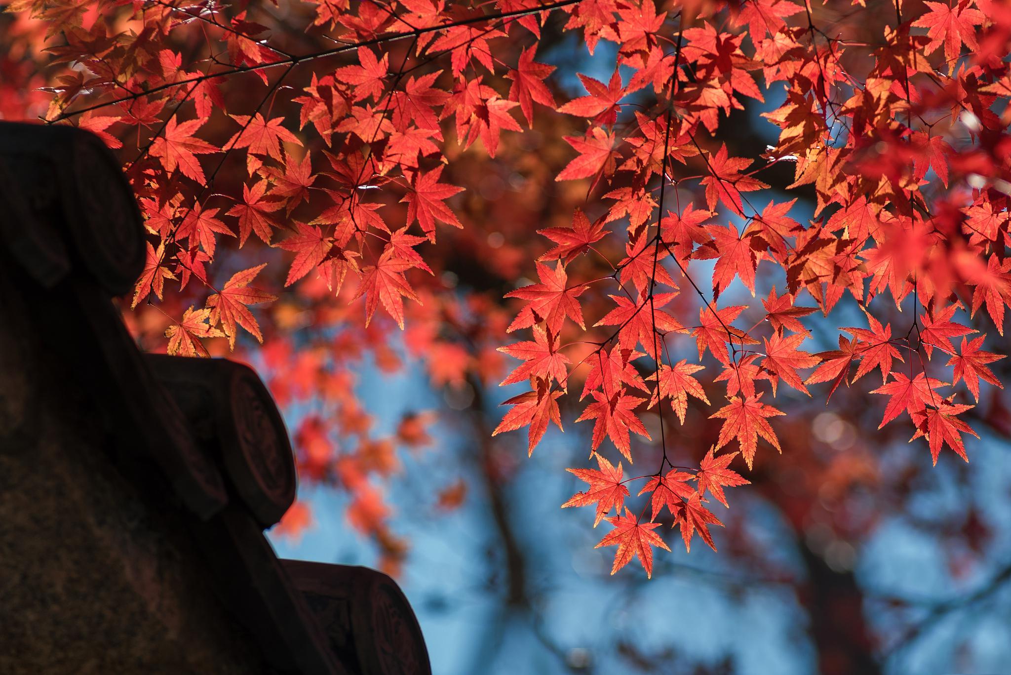 北京香山红叶最佳观赏时间 北京香山红叶是秋季的著名景色之一,每年