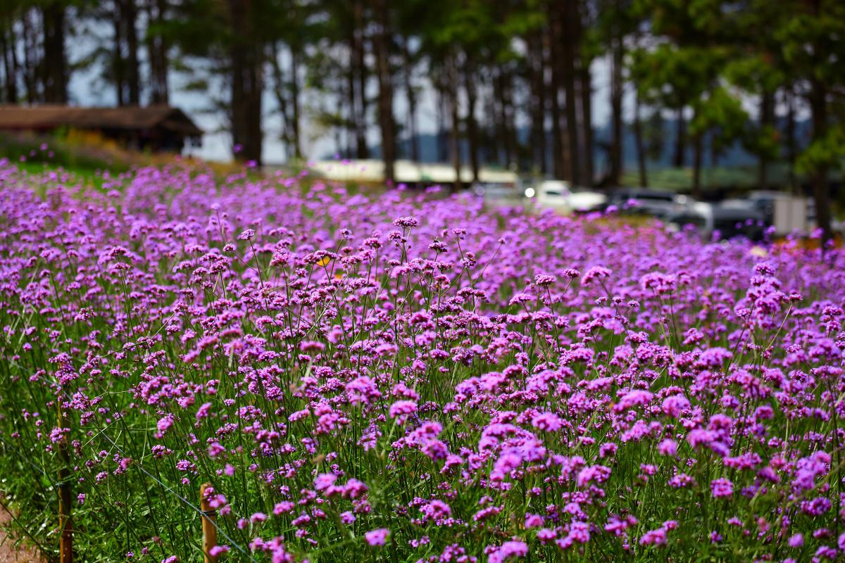 紫色马鞭草花海 在这个充满阳光,微风和花香的季节里,感受大自然紫色