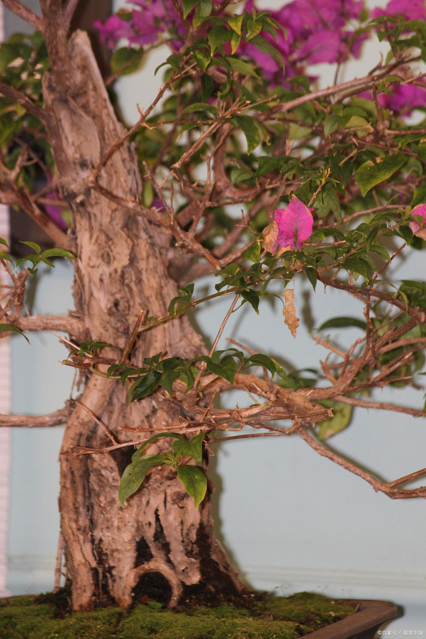 三角梅老桩修剪技巧 三角梅老桩发芽后,可以进行适当的修剪,以促进