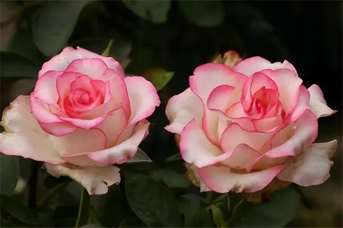 适合新手的月季花乐天派粉色 月季花一直都是花友喜欢的花卉,品种丰富