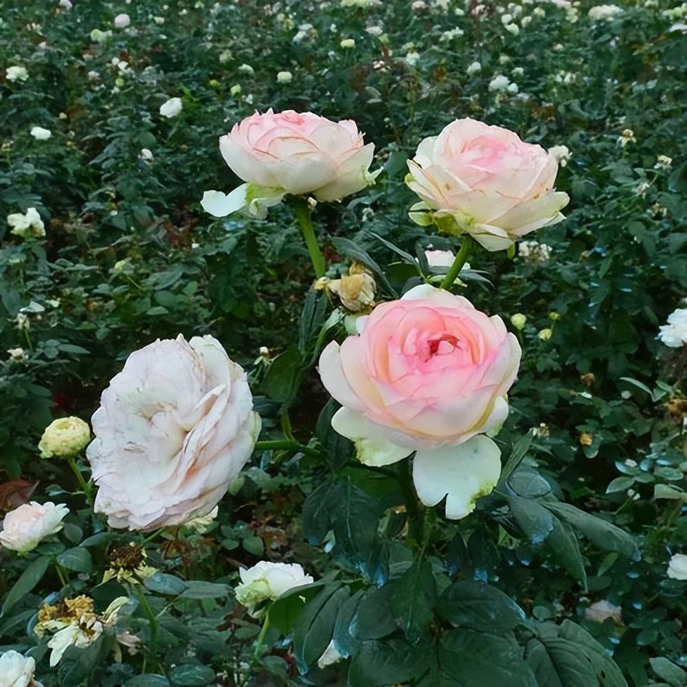 适合新手的月季花乐天派粉色 月季花一直都是花友喜欢的花卉,品种丰富